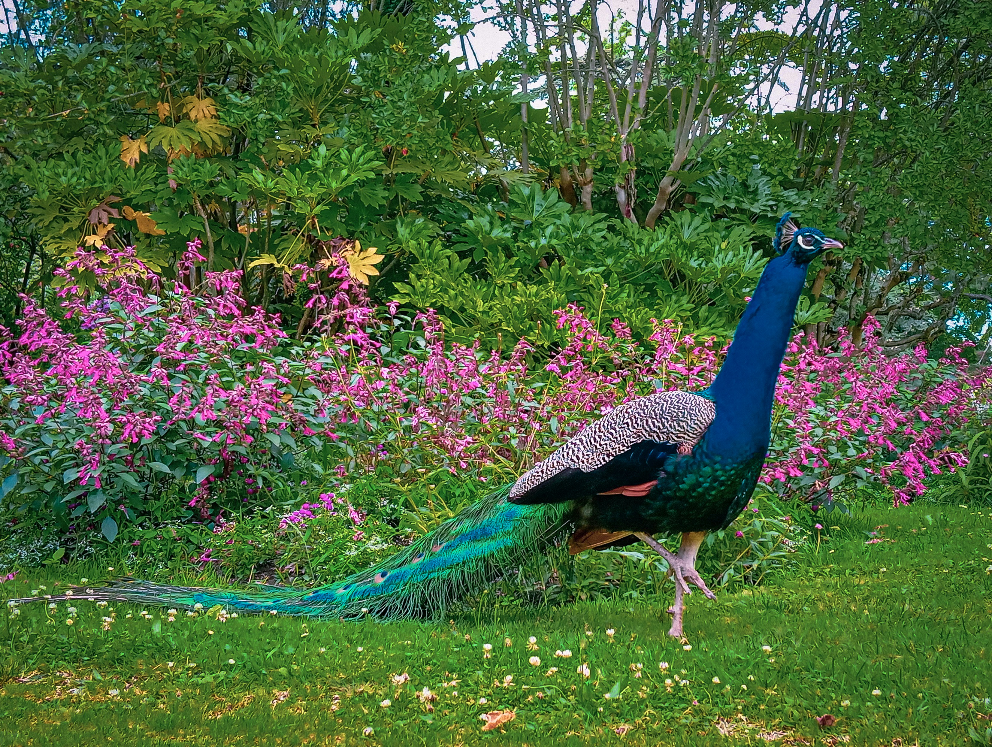 A peacock is standing in a field of flowers