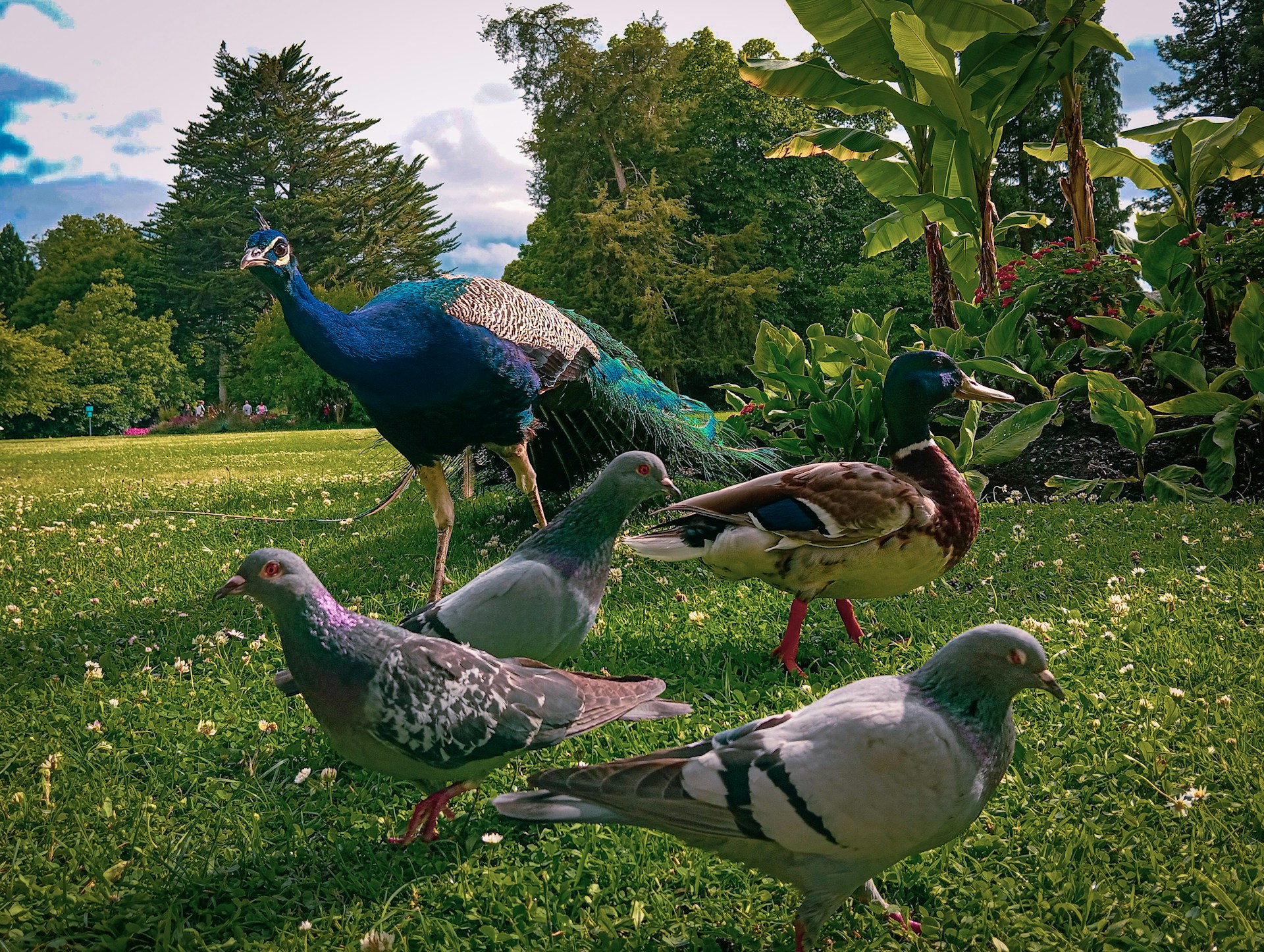 A group of birds standing on top of a lush green field