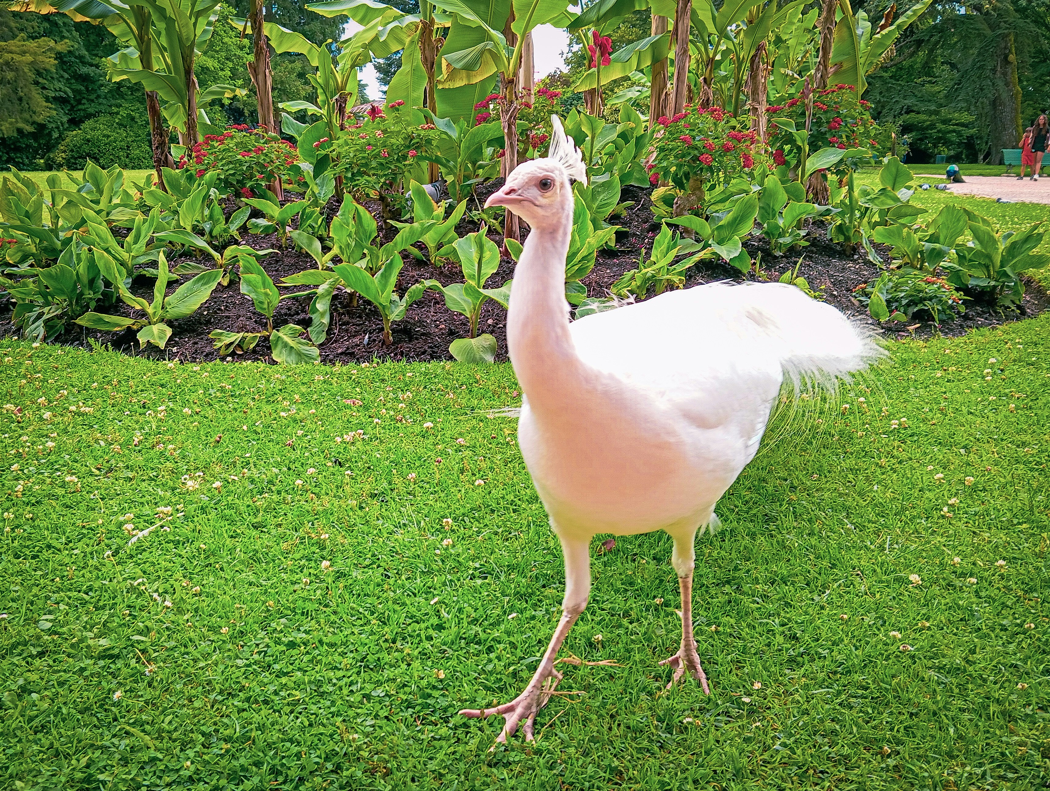 A white bird standing on top of a lush green field