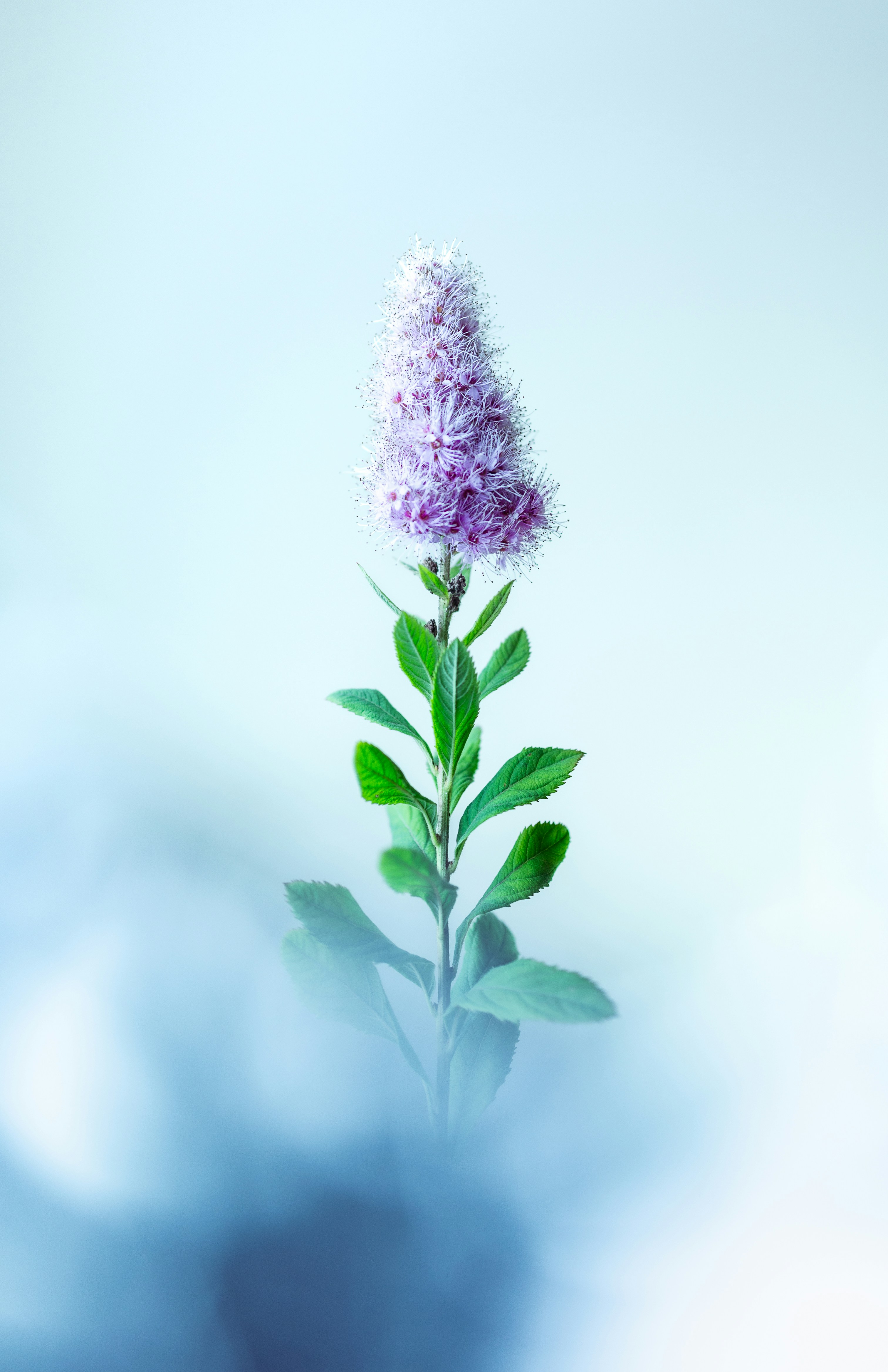 A purple flower with green leaves on a blue background