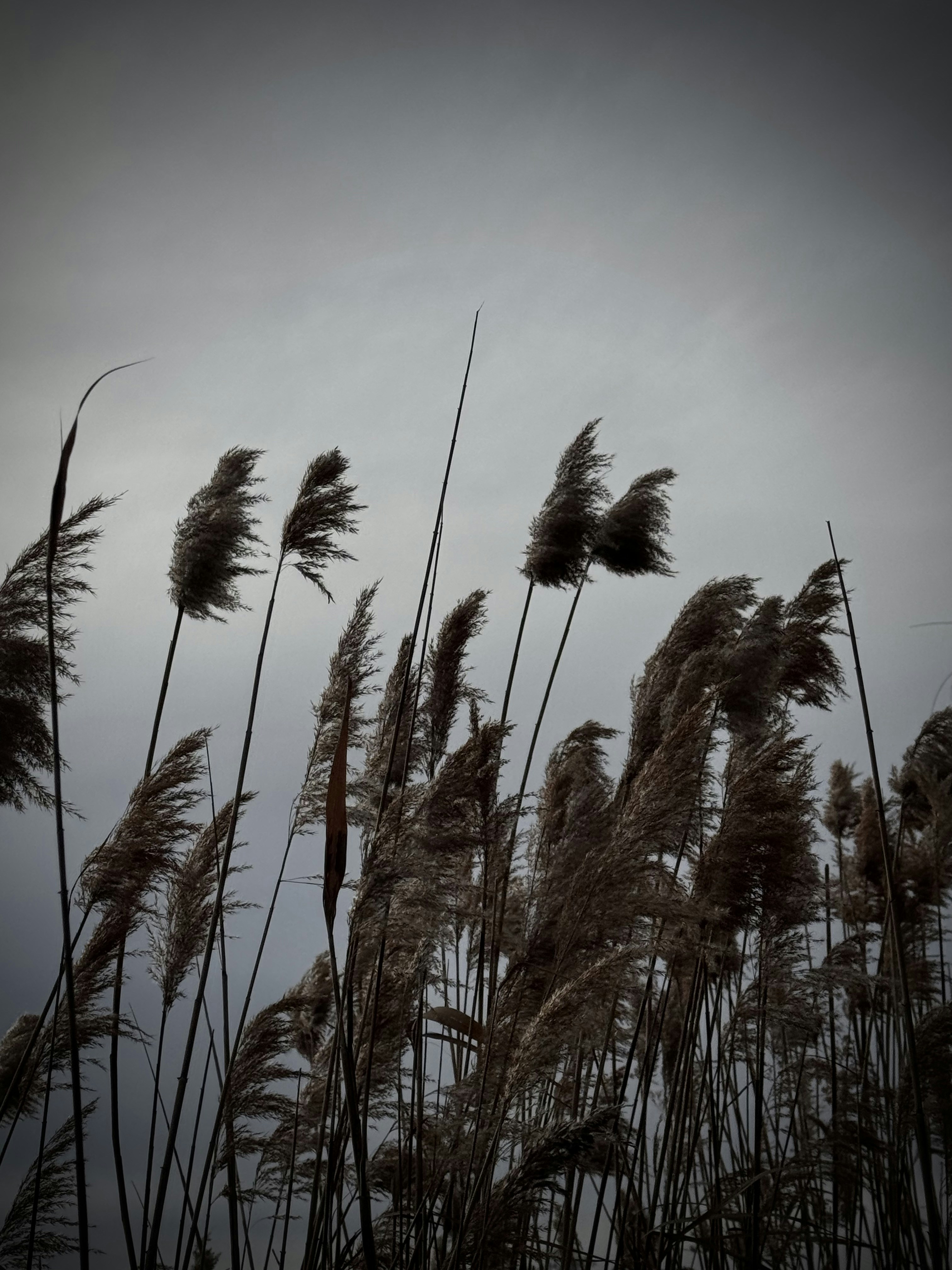 A black and white photo of tall grass