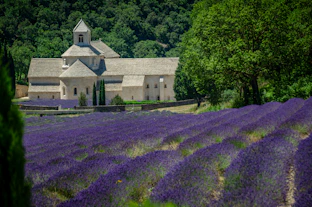 A lavender field with a church in the background