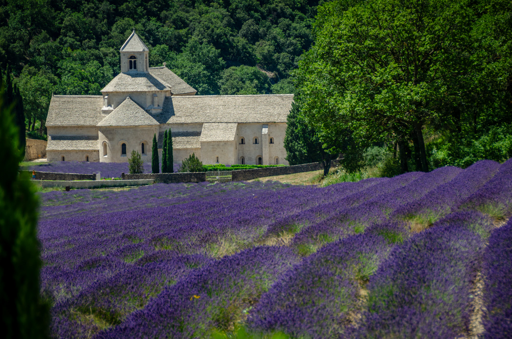 A lavender field with an old stone church behind it