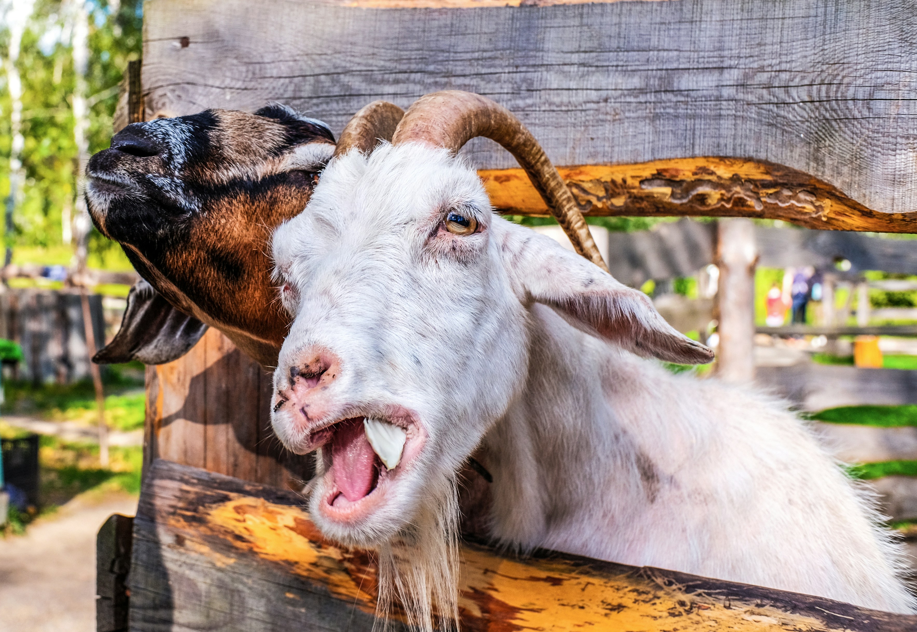 Eine Ziege, die ihren Kopf aus einem Holzzaun streckt