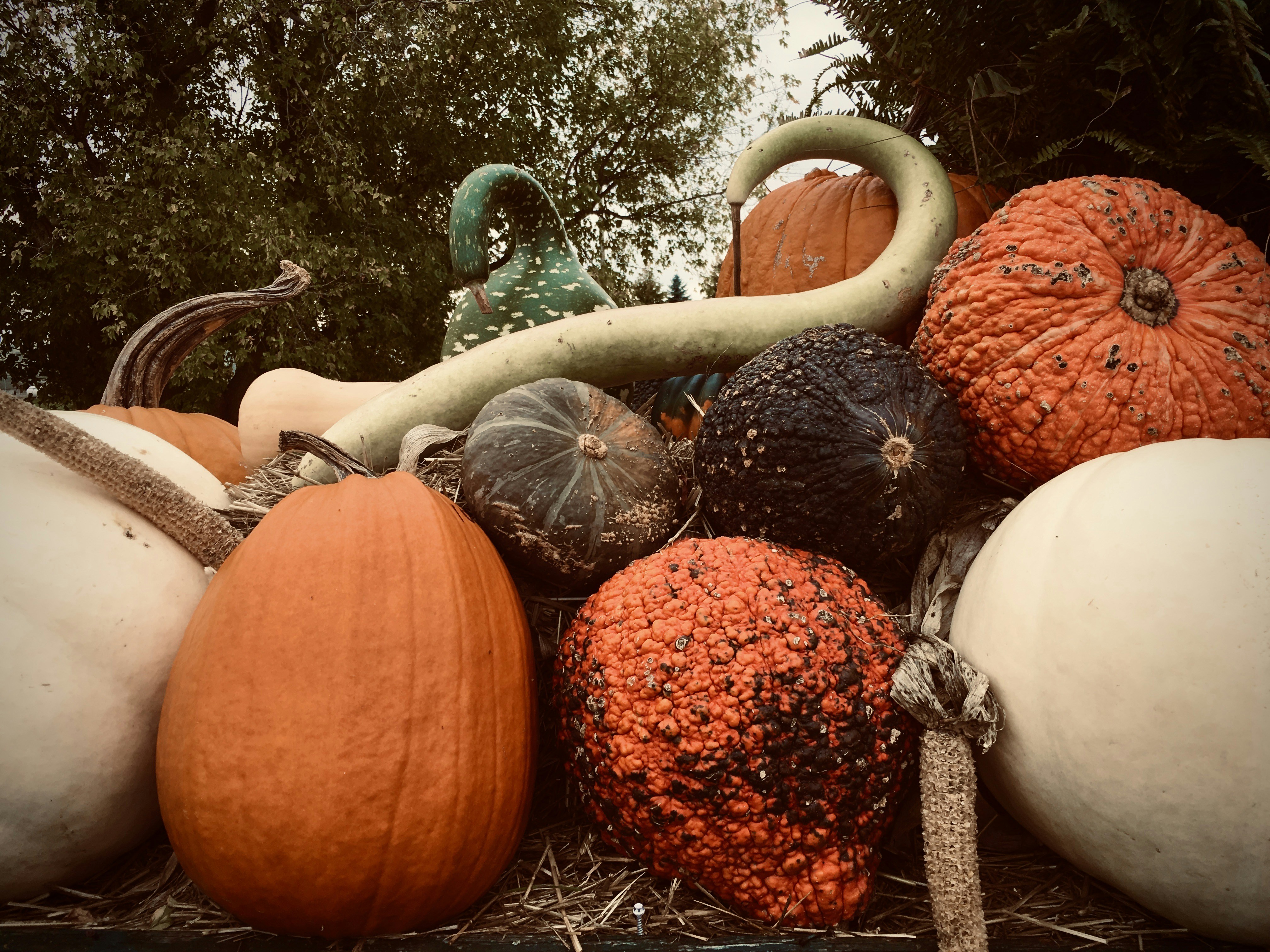 Ein Haufen Kürbisse sitzt auf einem Haufen Heu