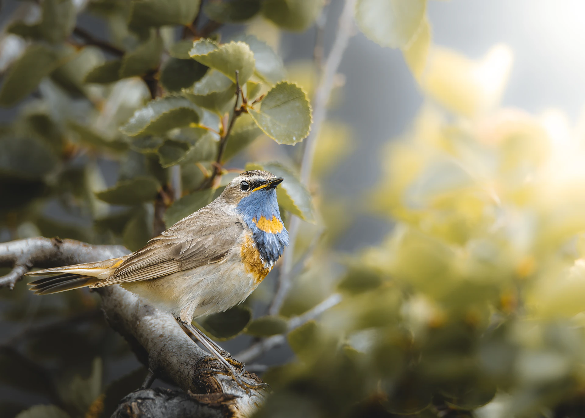 A bird sitting on a branch of a tree