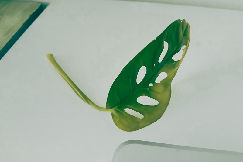 A green leaf sitting on top of a computer keyboard