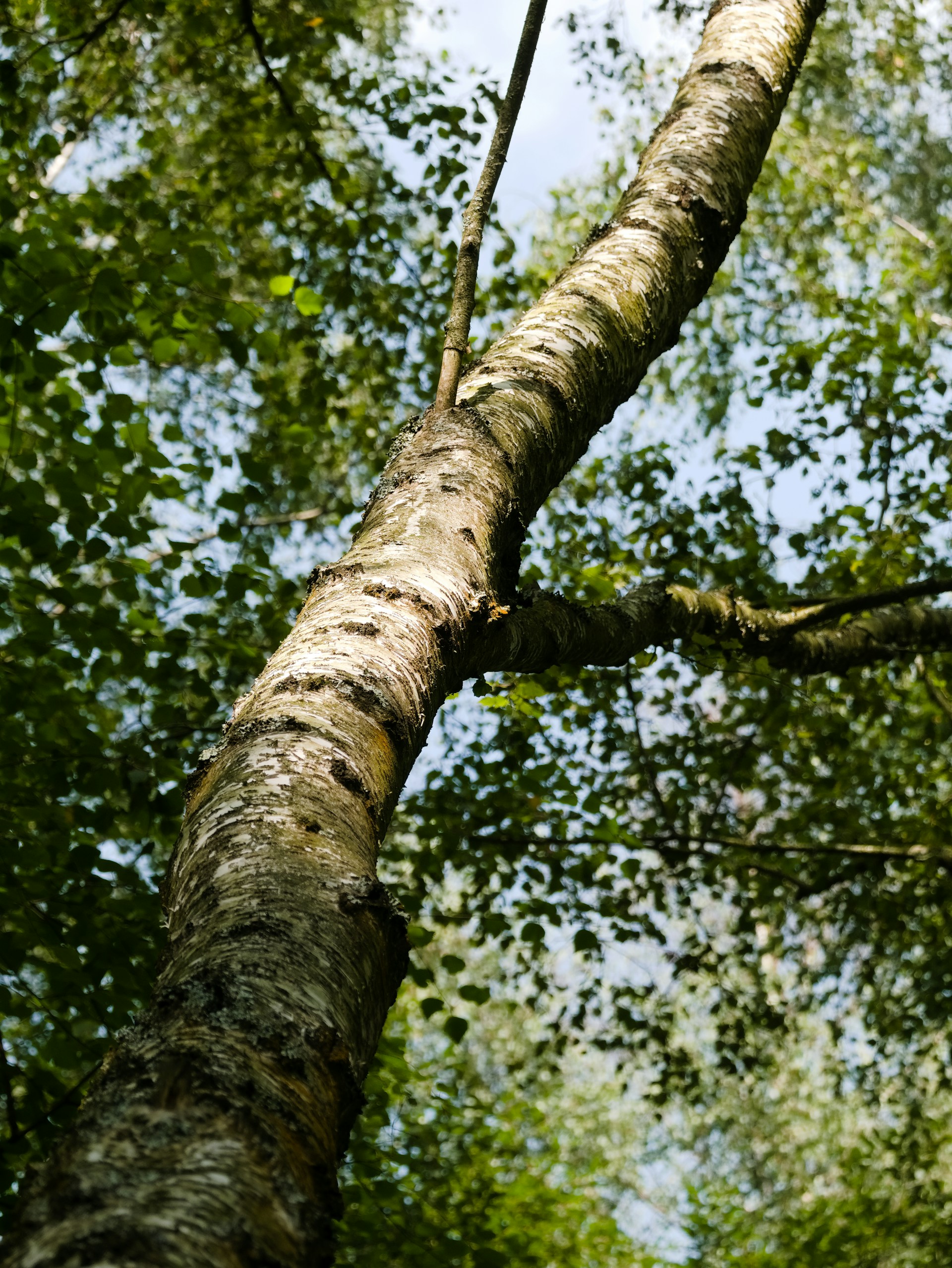 A bird perched on a tree branch in a forest