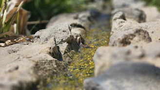 Алпинеум в Пазарджик с малък воден поток между големи камъни