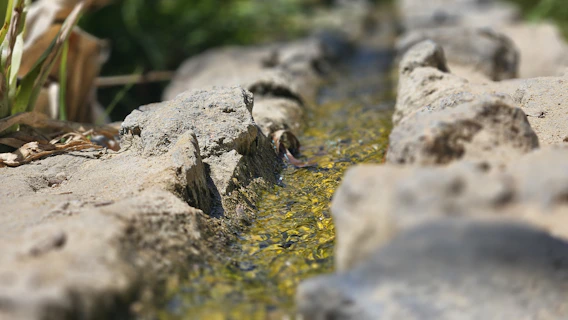Алпинеум в Пазарджик с малък воден поток между големи камъни
