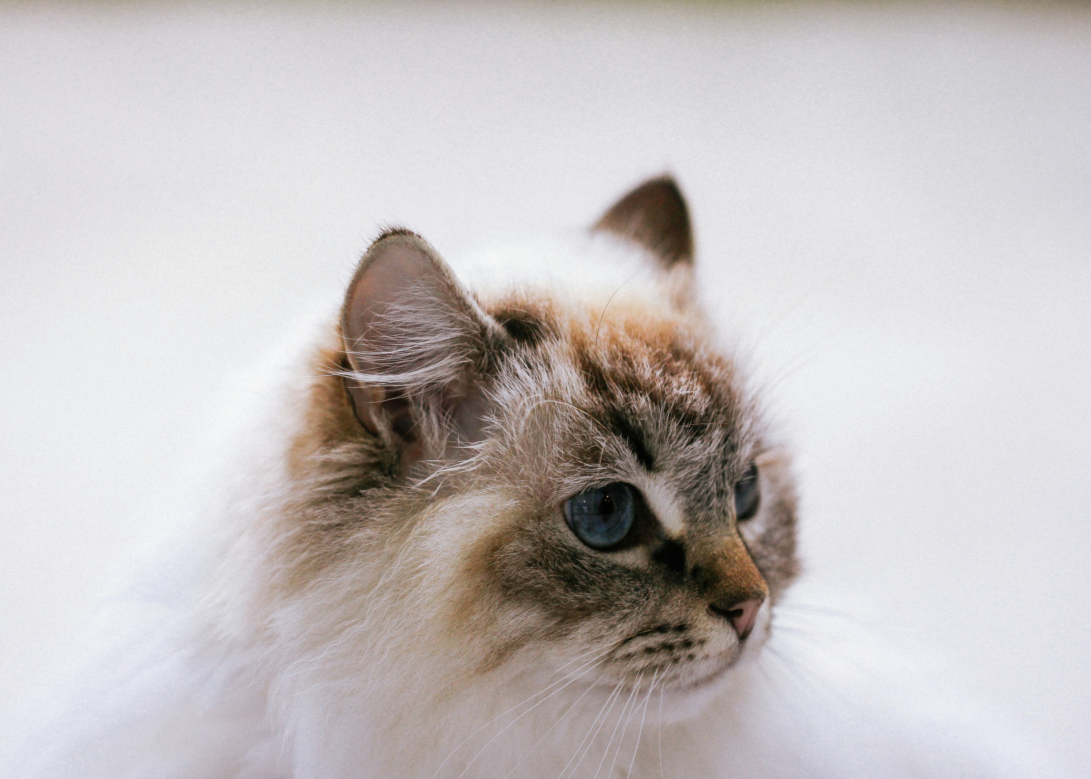 A cat with blue eyes sitting on the ground