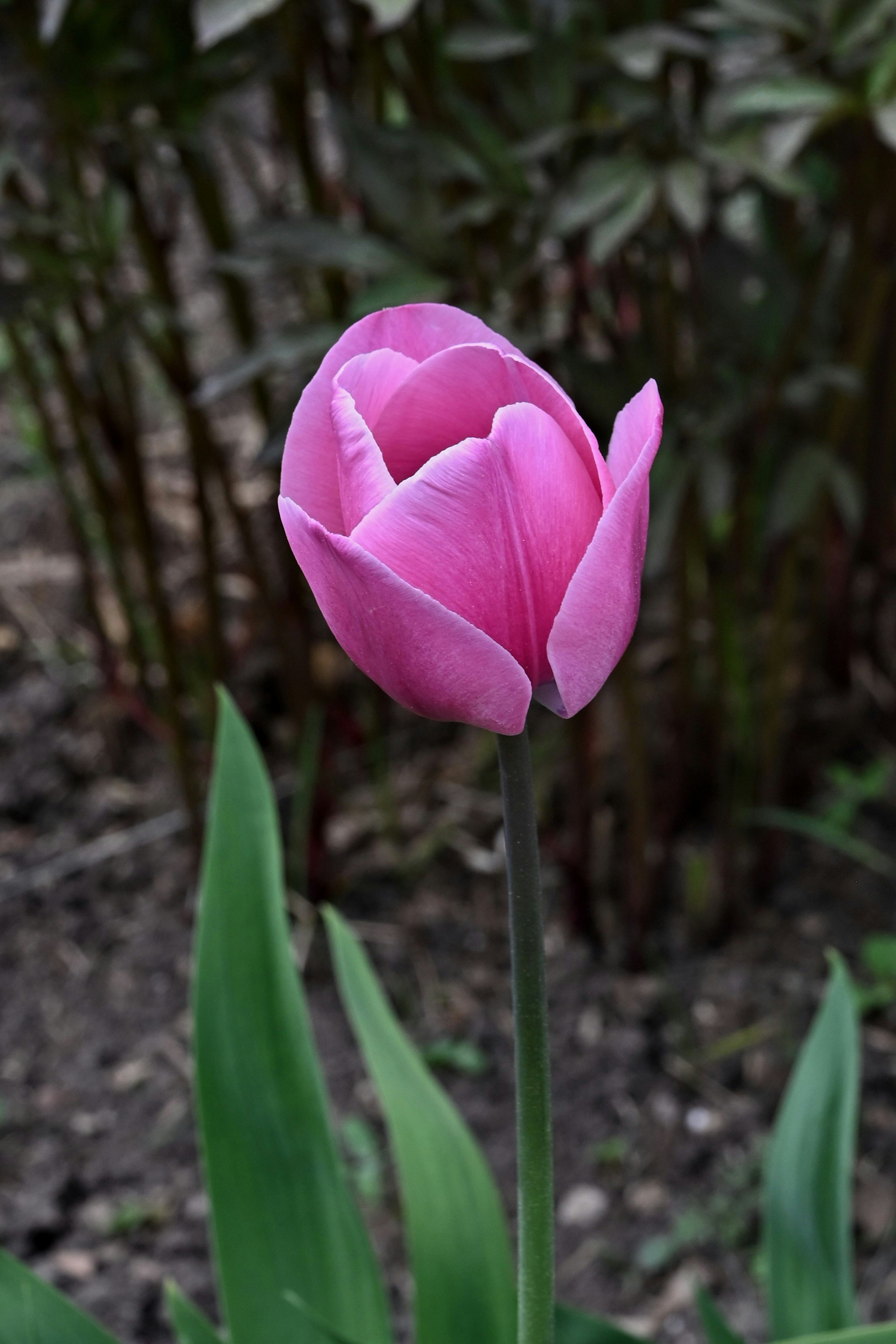 Eine einzelne rosa Tulpe mitten in einem Garten