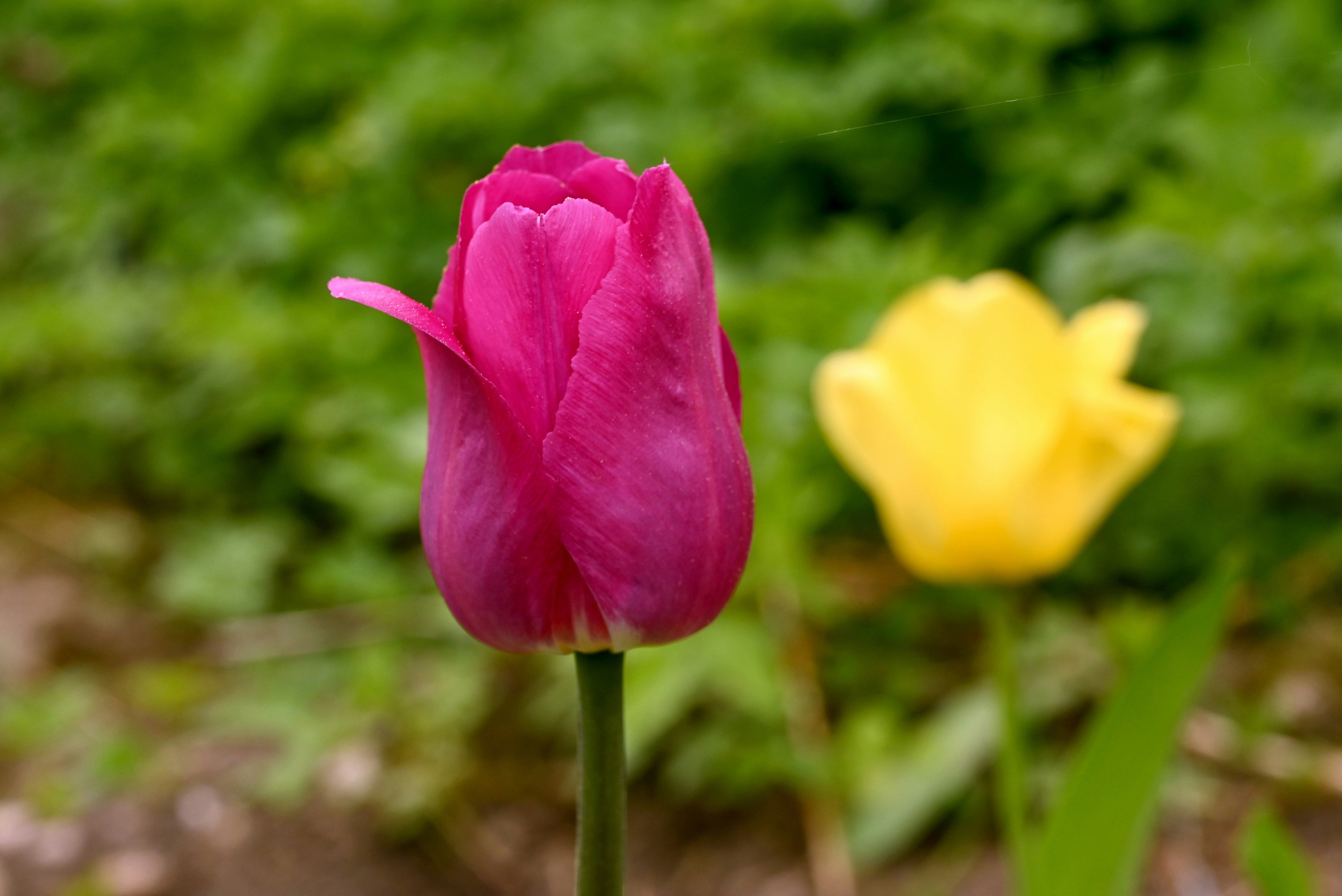 Eine Nahaufnahme von zwei Blumen nahe beieinander