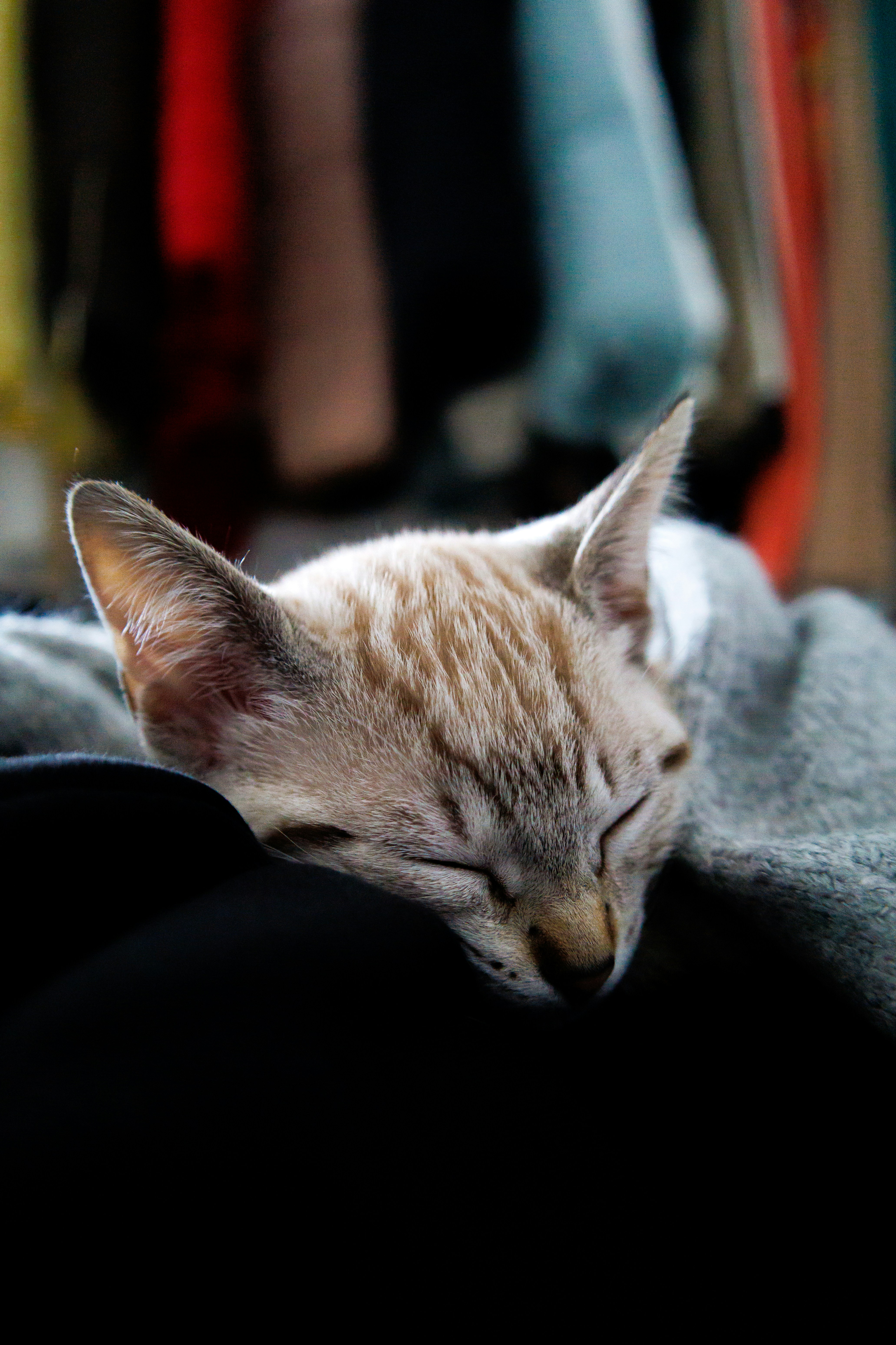 Using Calming Pheromones and Scents (image credits: unsplash)