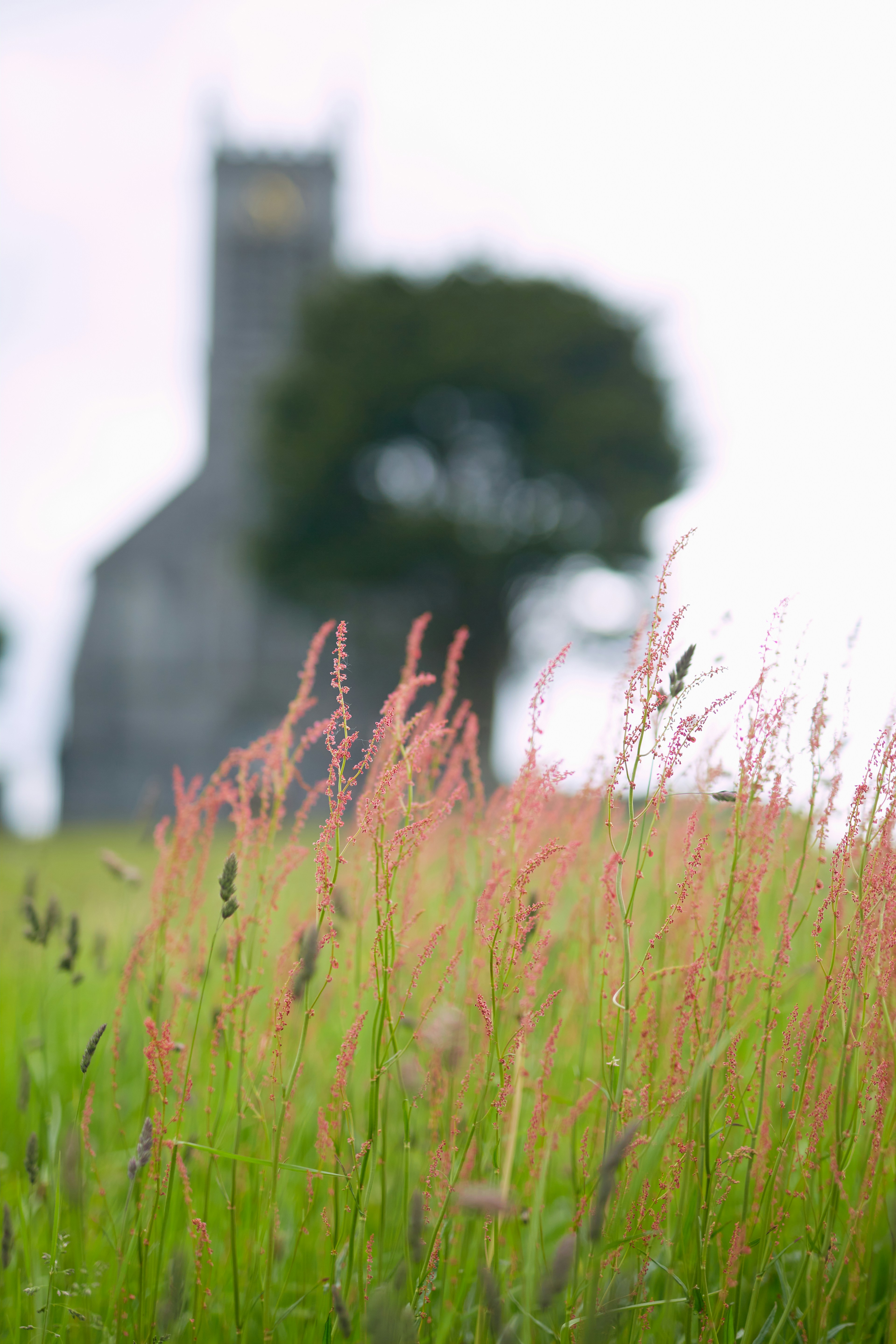A grassy field with a church in the background
