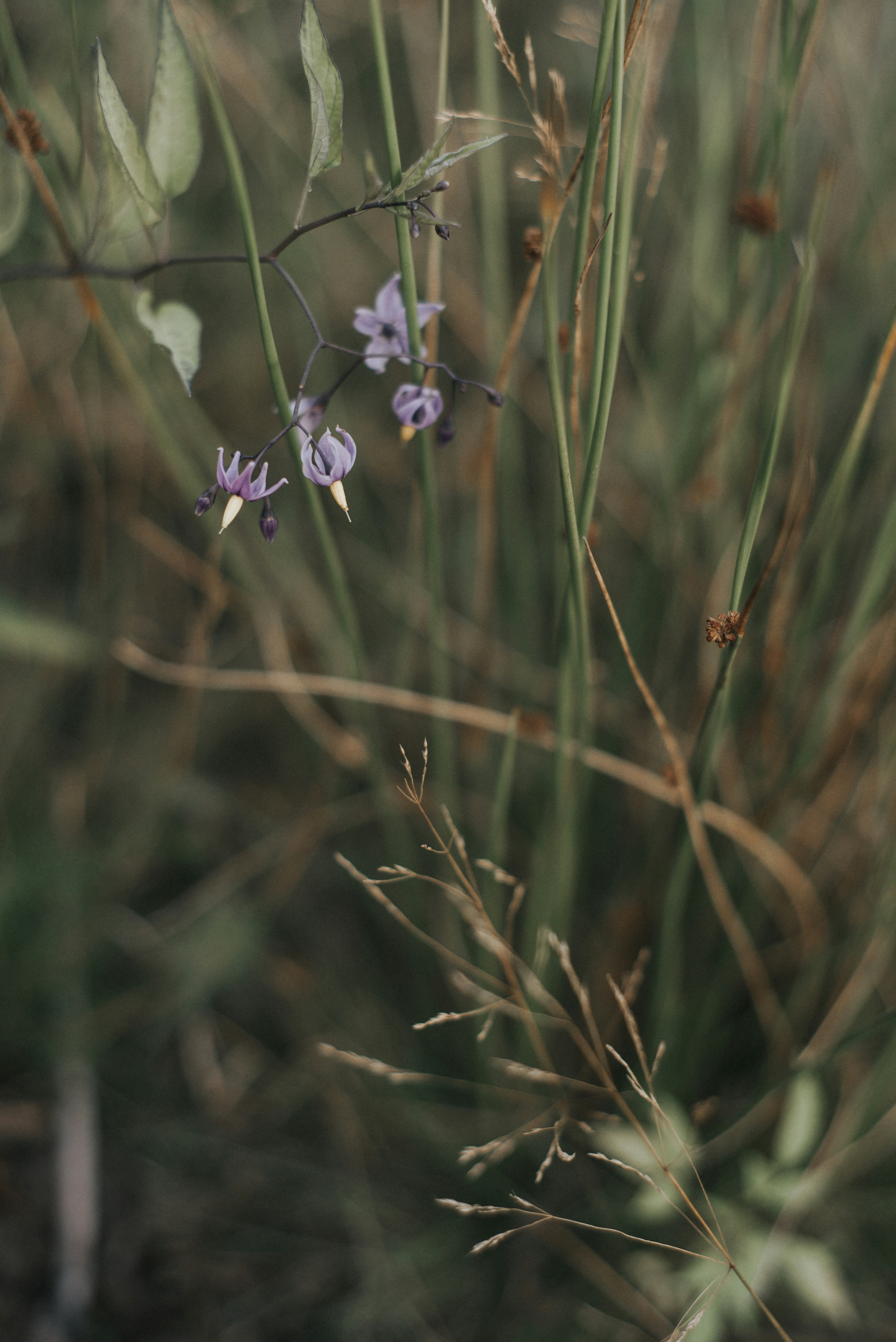 A close up of a plant with purple flowers