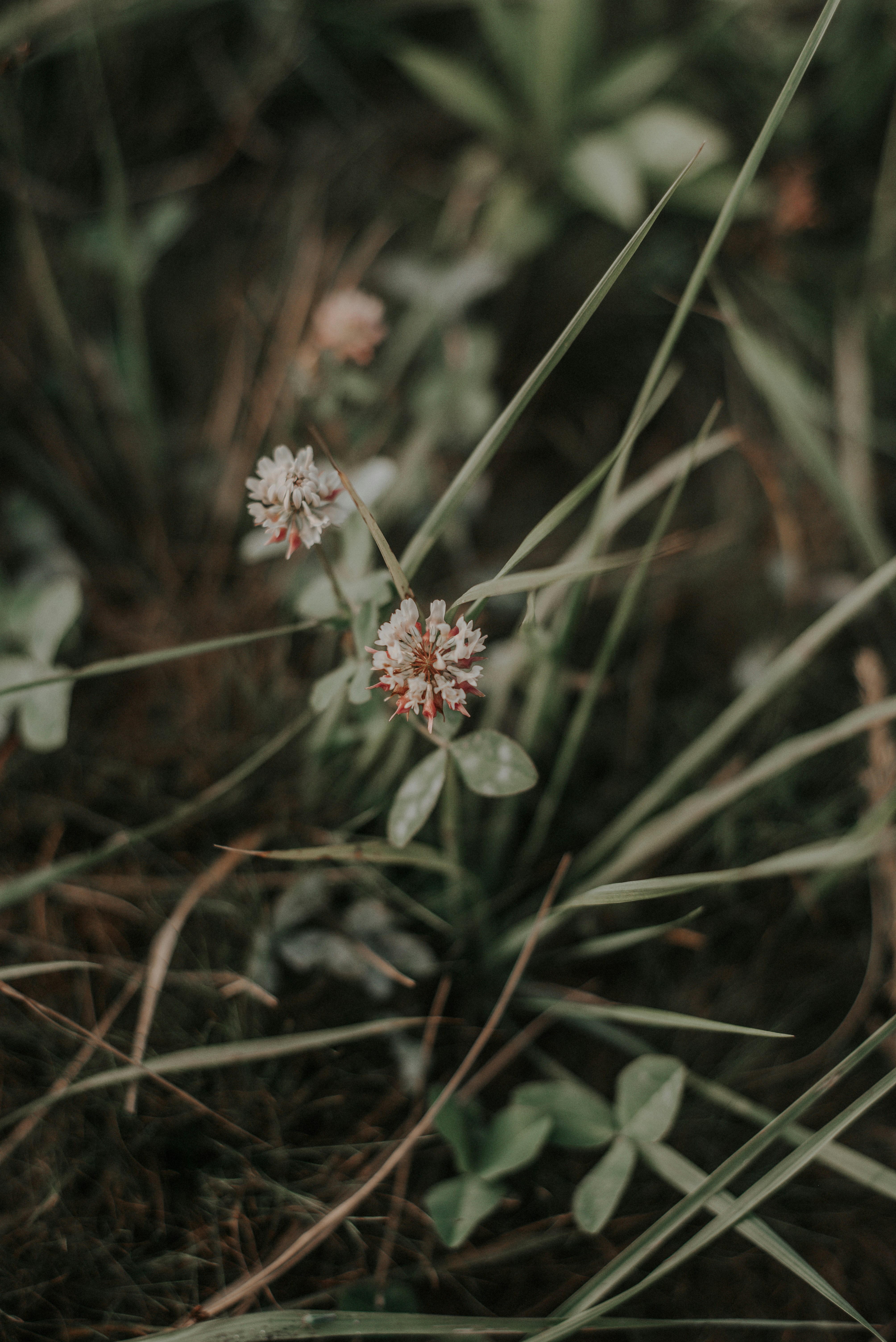 Photo by domowe_ustronie