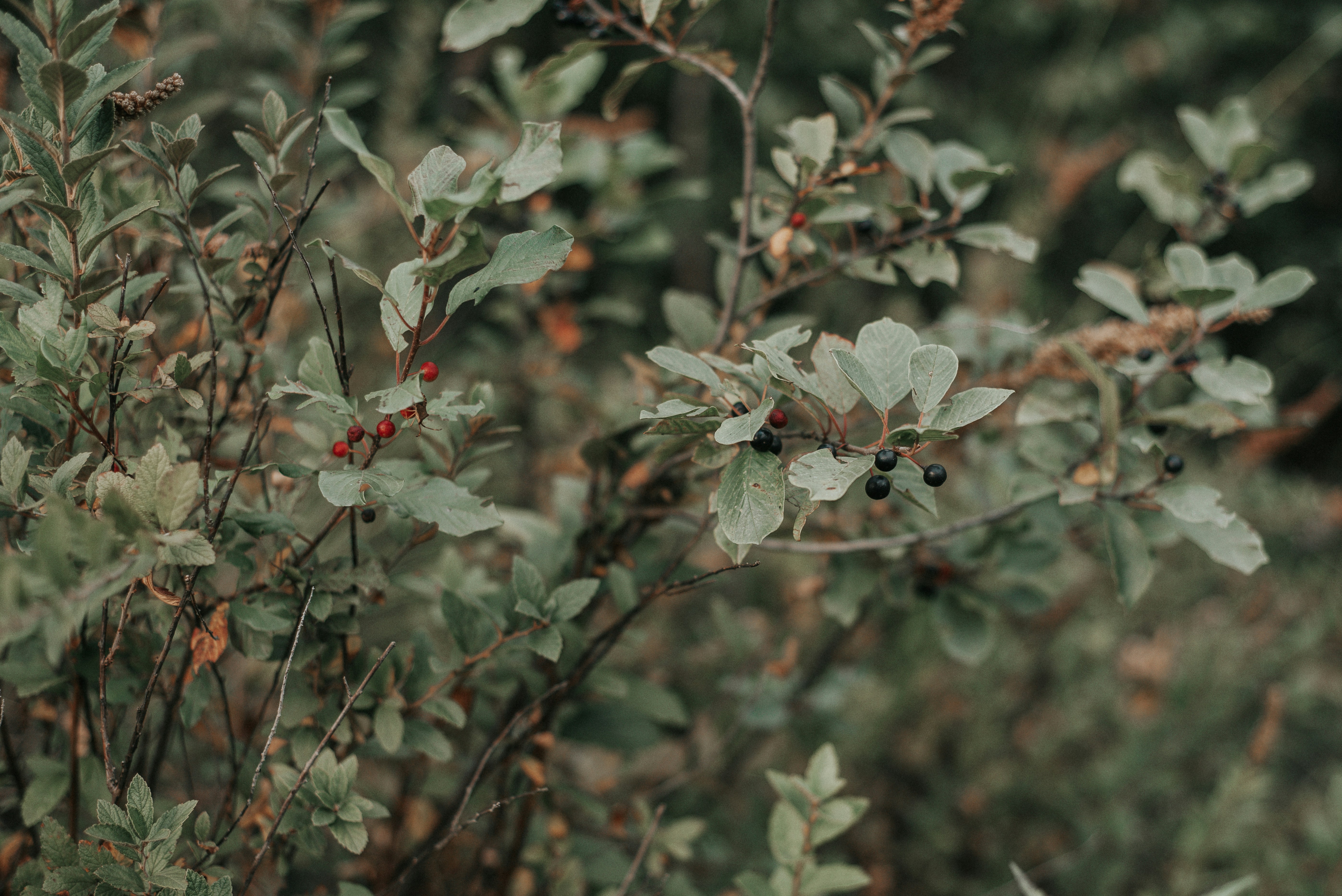 Photo by domowe_ustronie