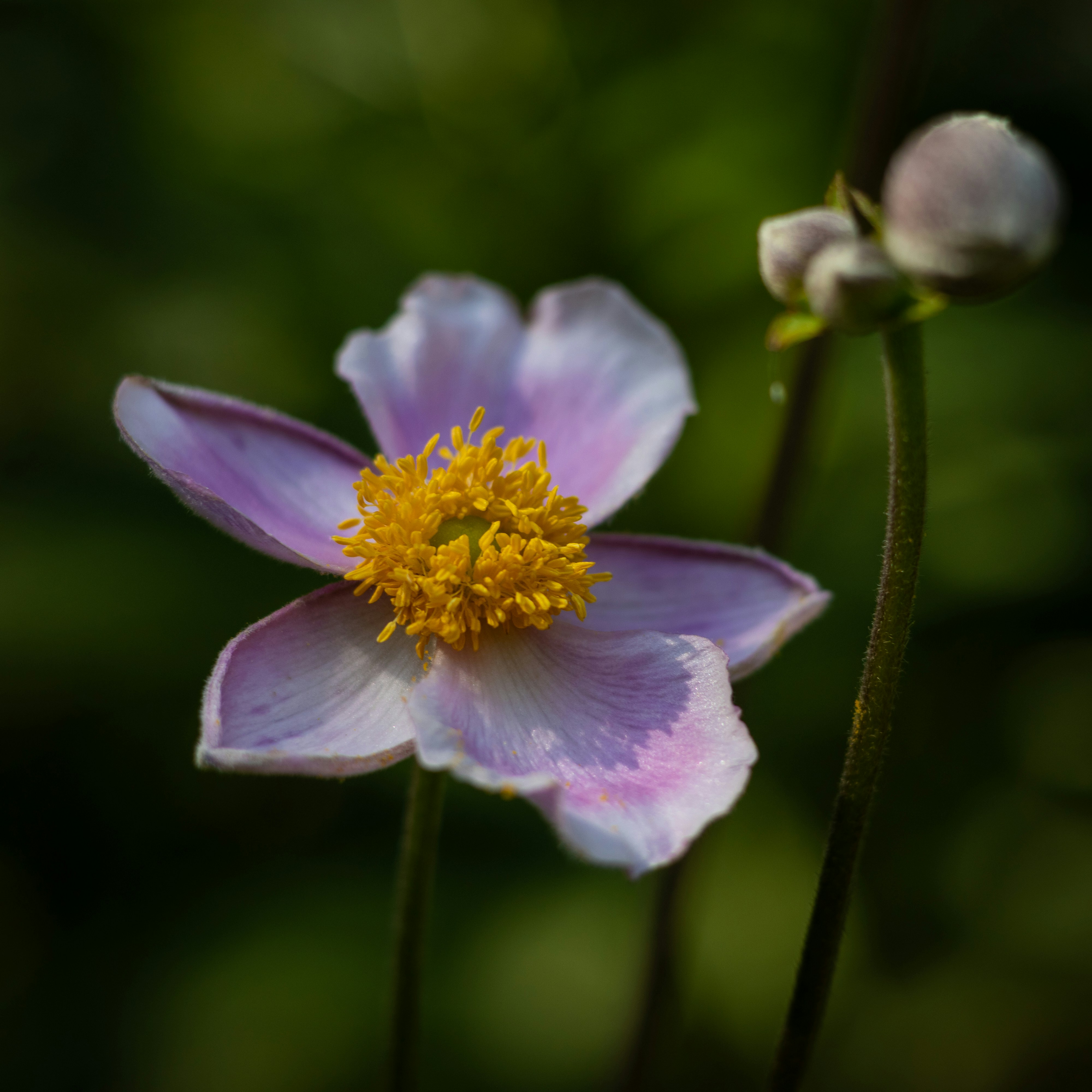 Photo by seraphimchaz