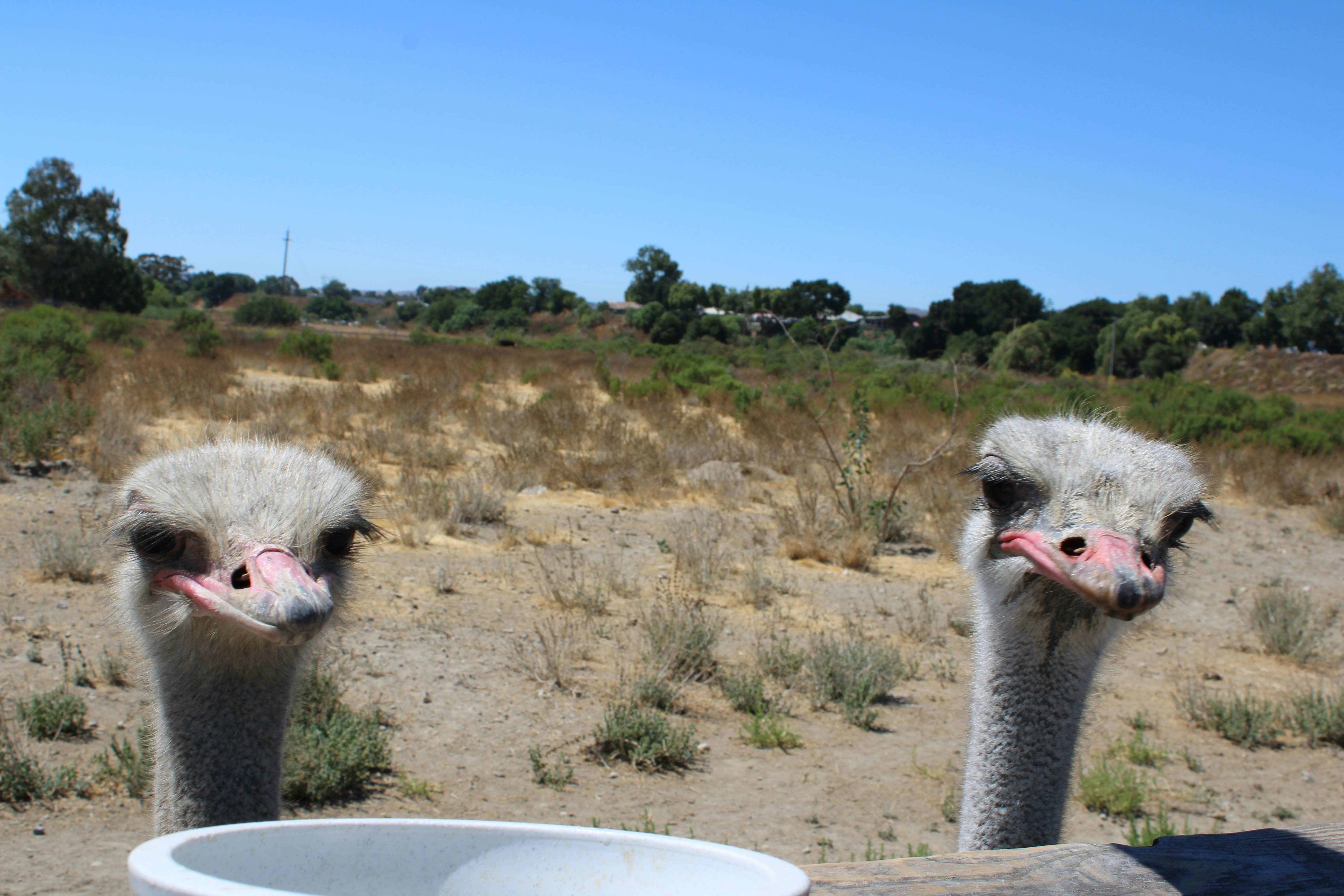 CFIA Changed the Rules Mid-Game to Slaughter 314 Healthy Ostriches-Treating Them Like Poultry