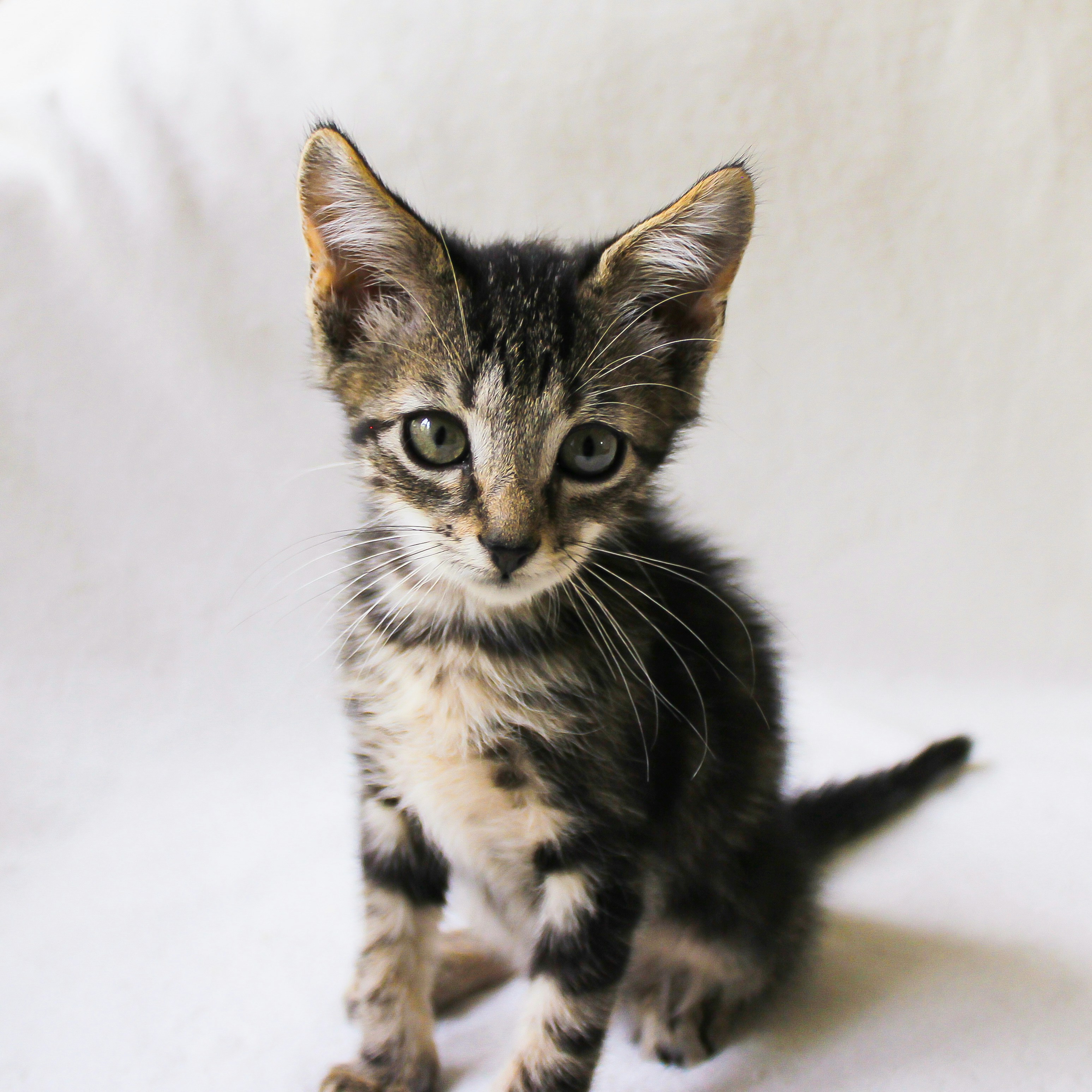 Photo by theluckyneko