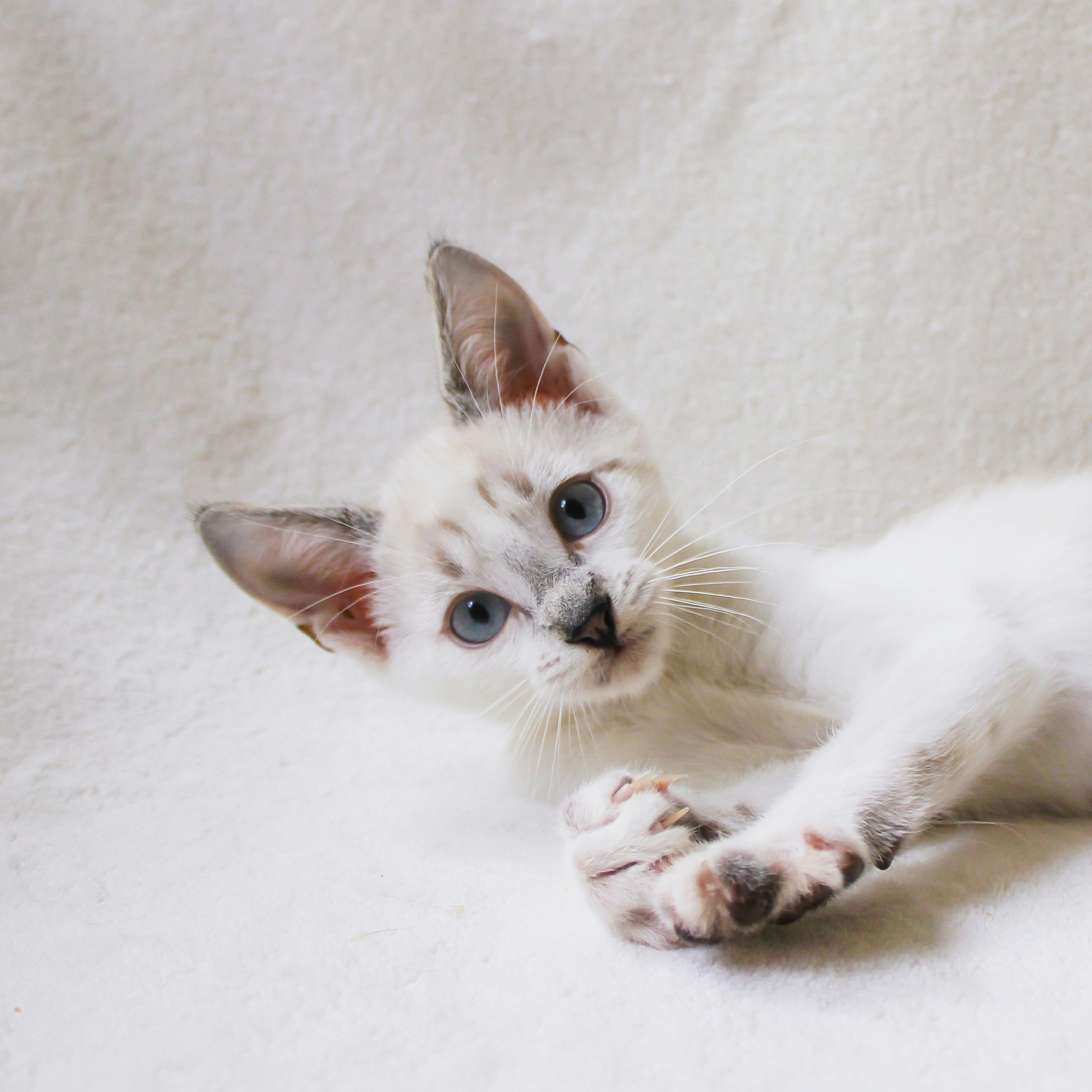 Photo by theluckyneko