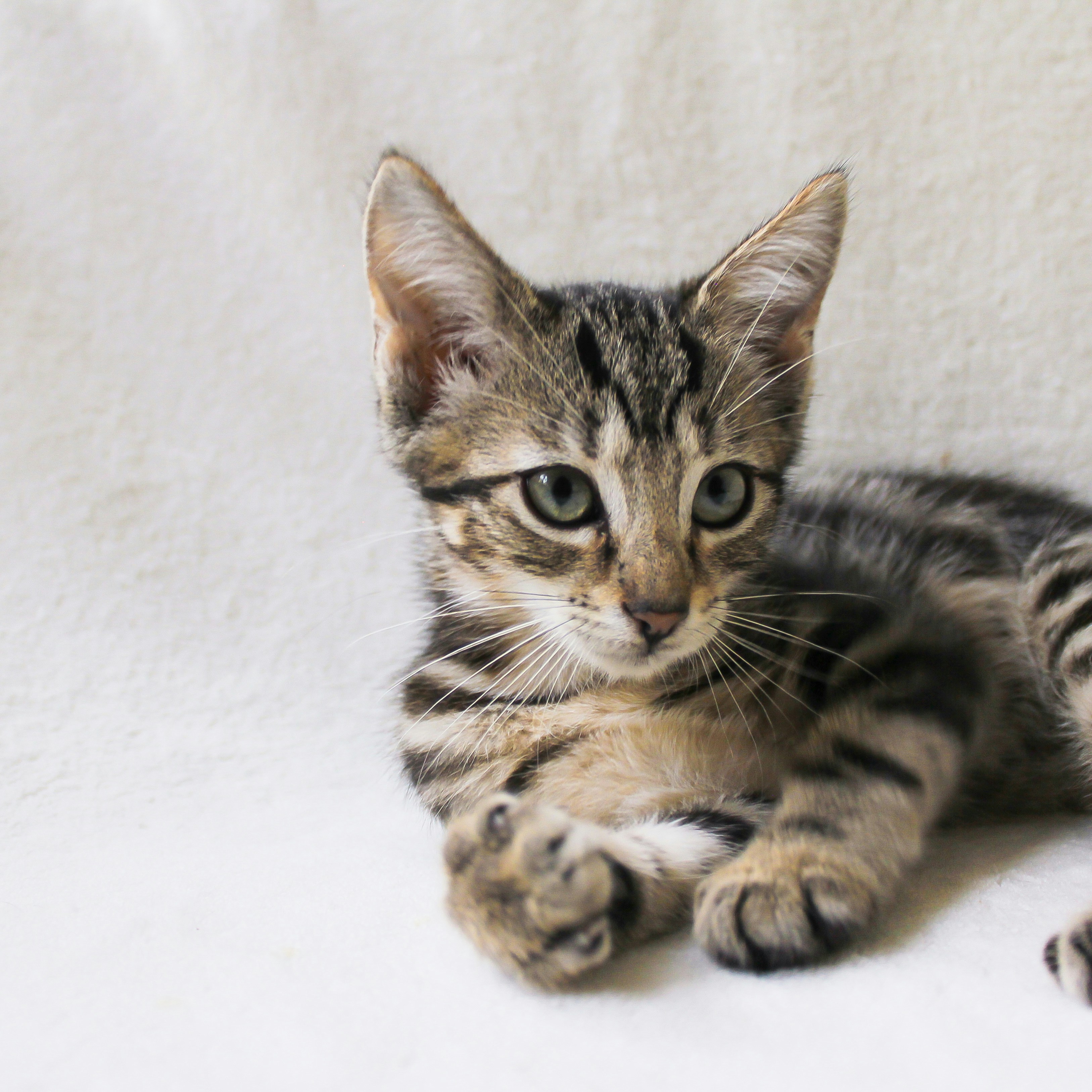 Seekor anak kucing kecil berbaring di atas selimut putih
