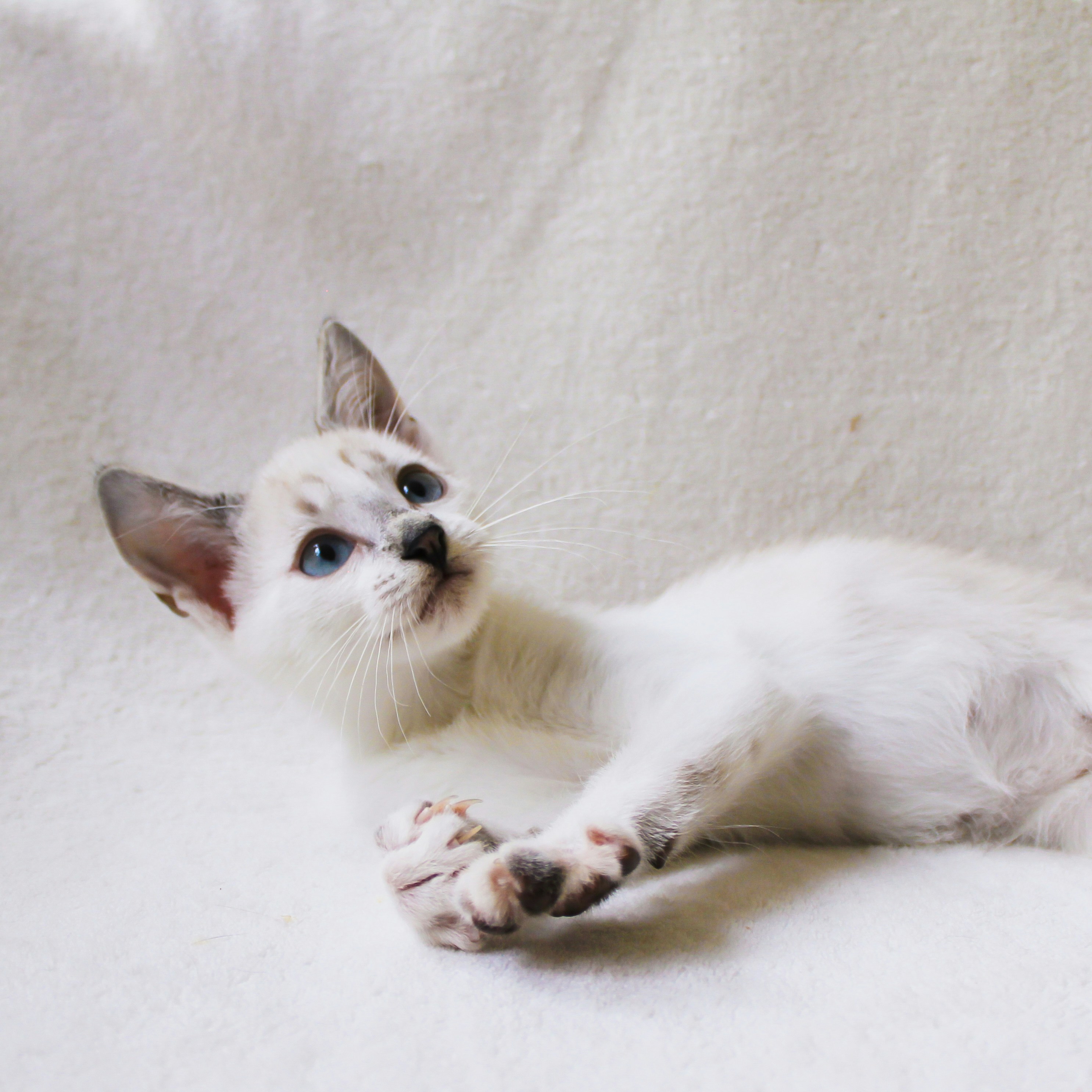 Seekor kucing putih berbaring di atas selimut putih