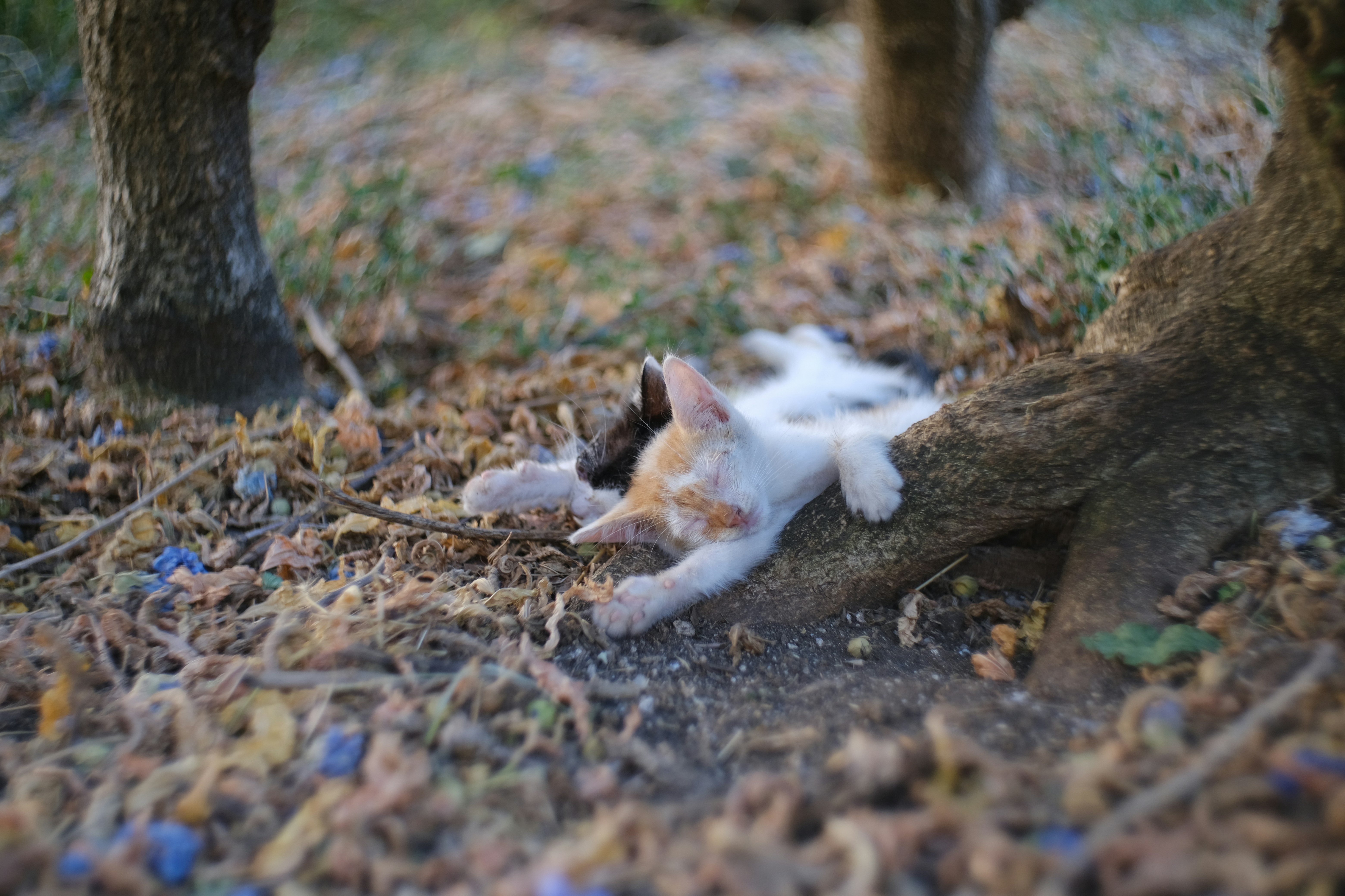 A cat laying on the ground under a tree photo – Free Kotor Image on ...