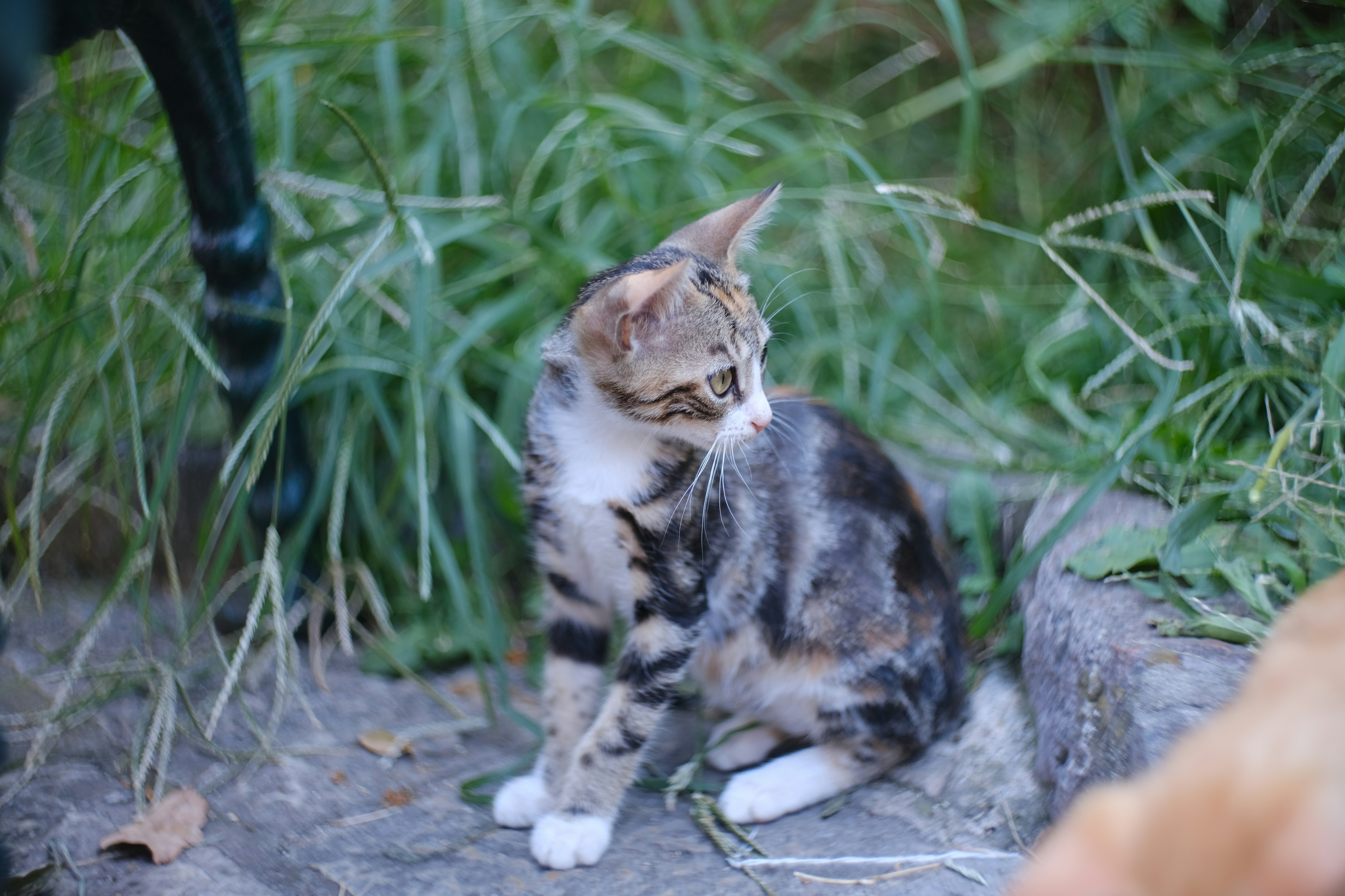 Photo by alexxingplus