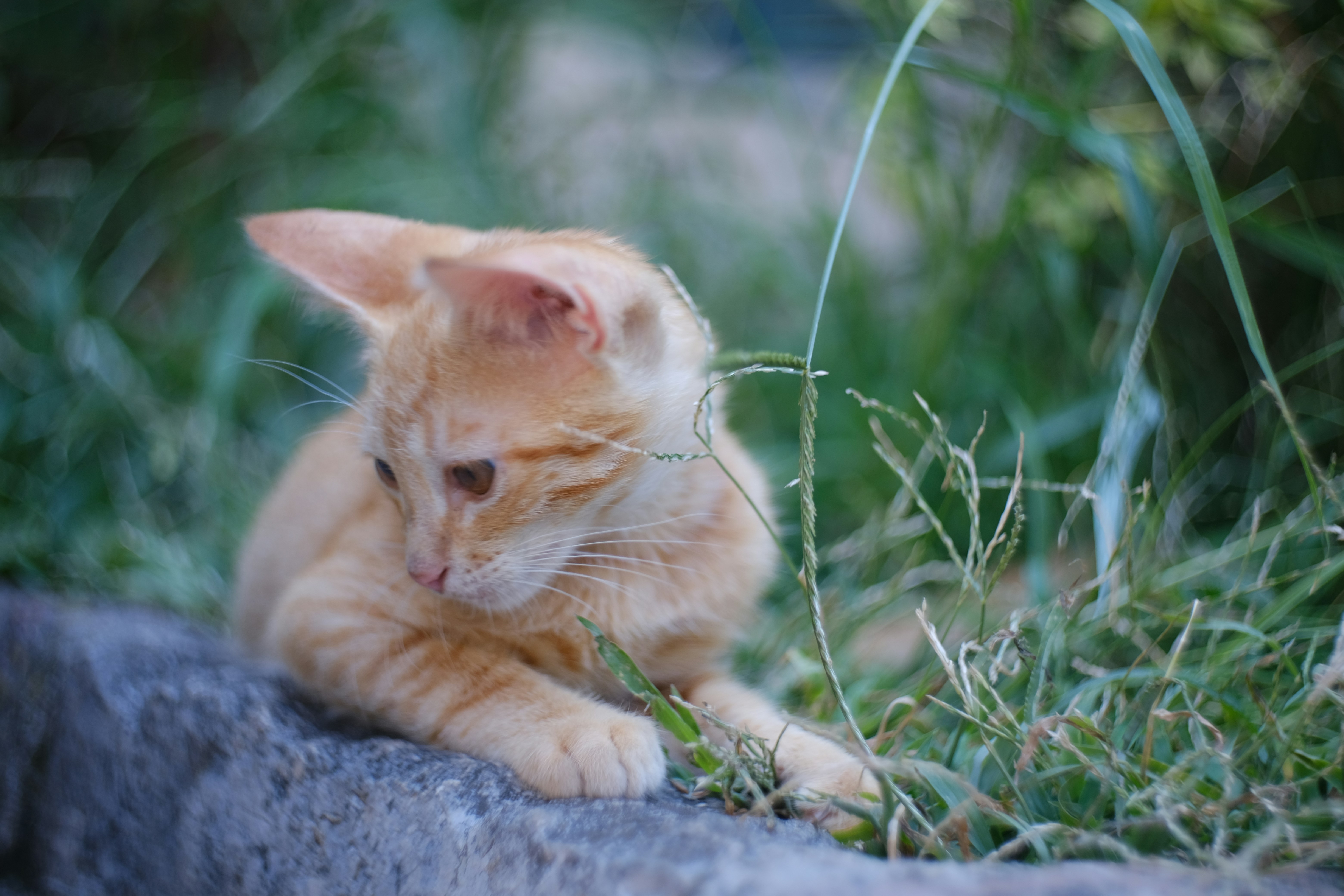 Photo by alexxingplus