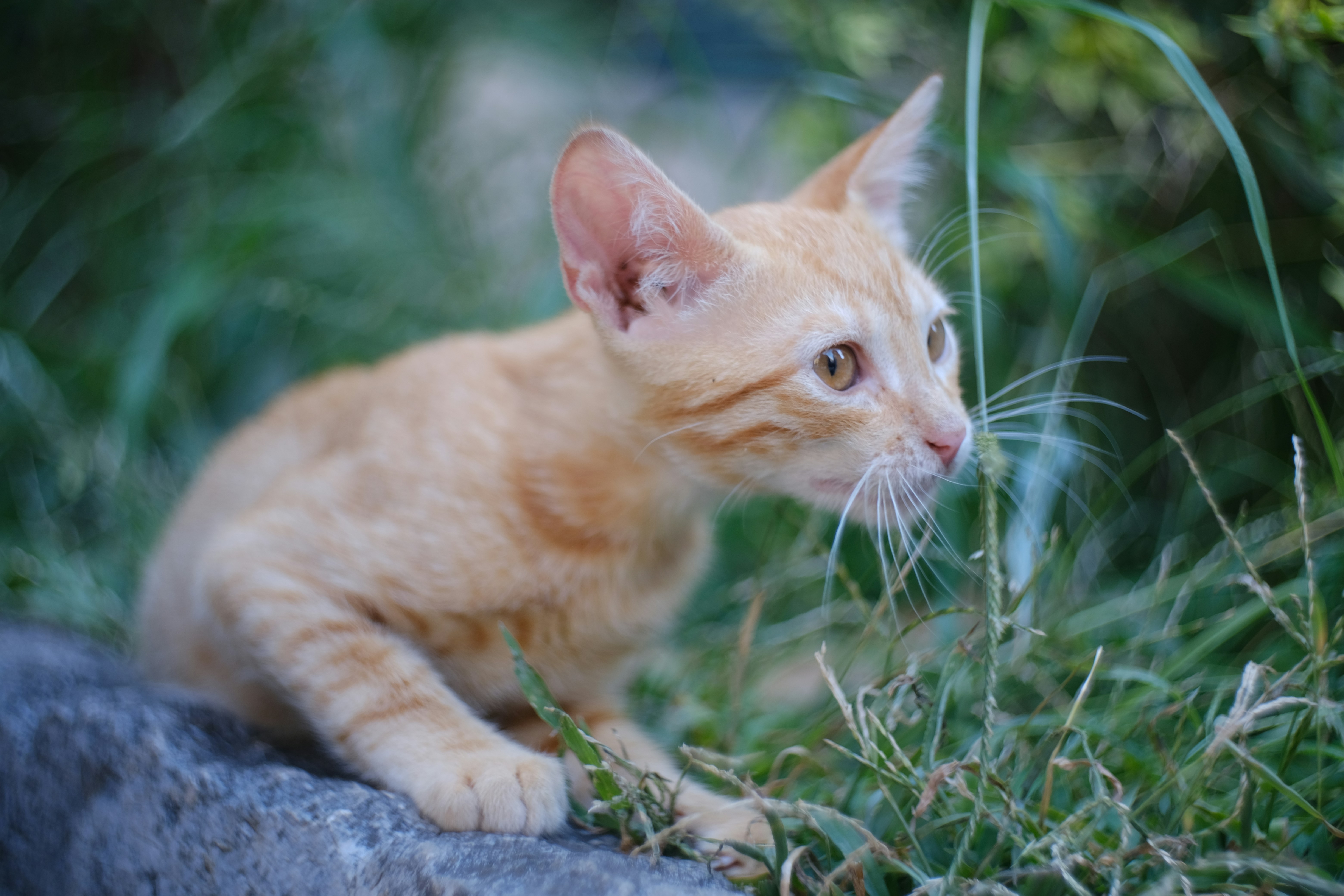 Photo by alexxingplus