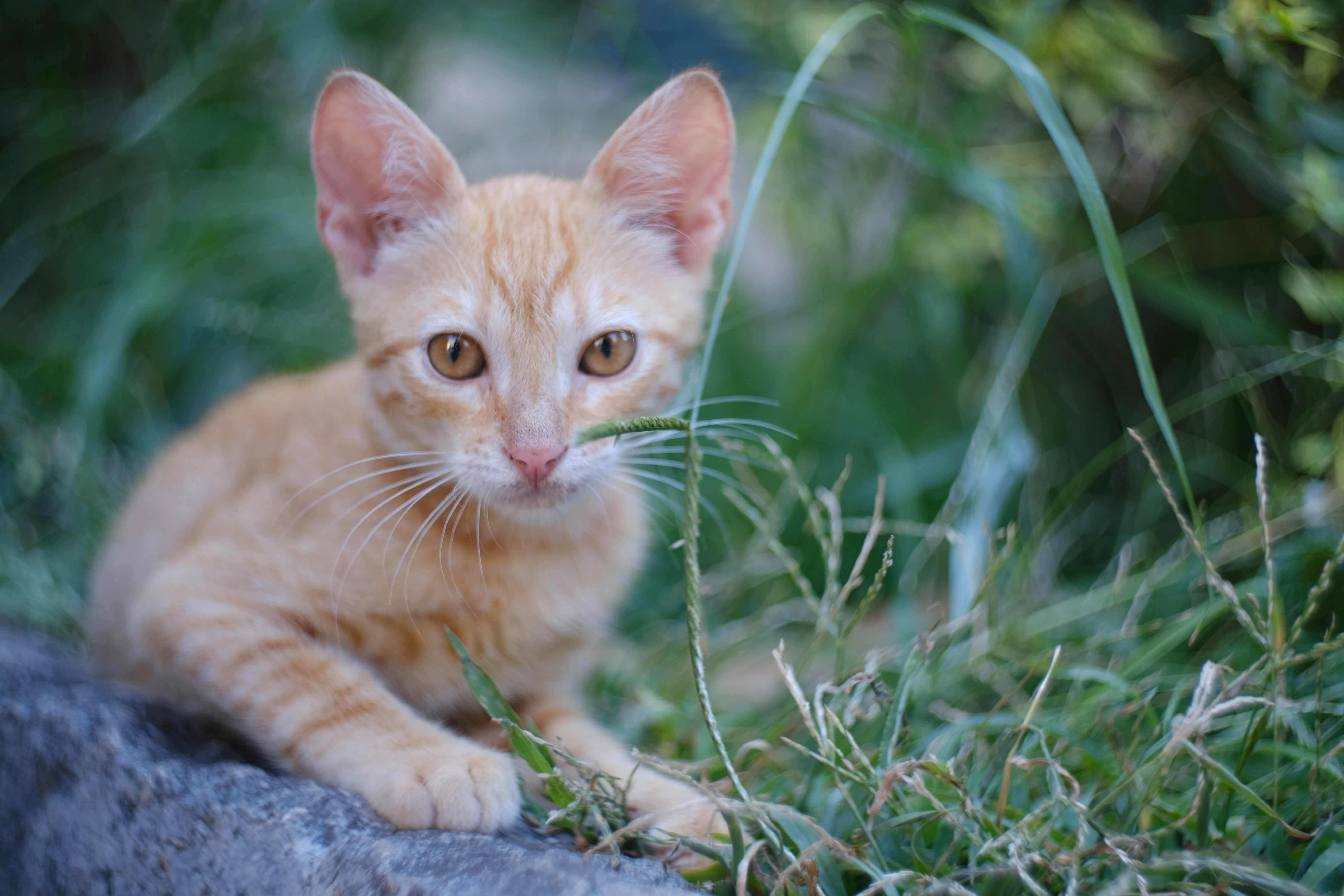 Photo by alexxingplus