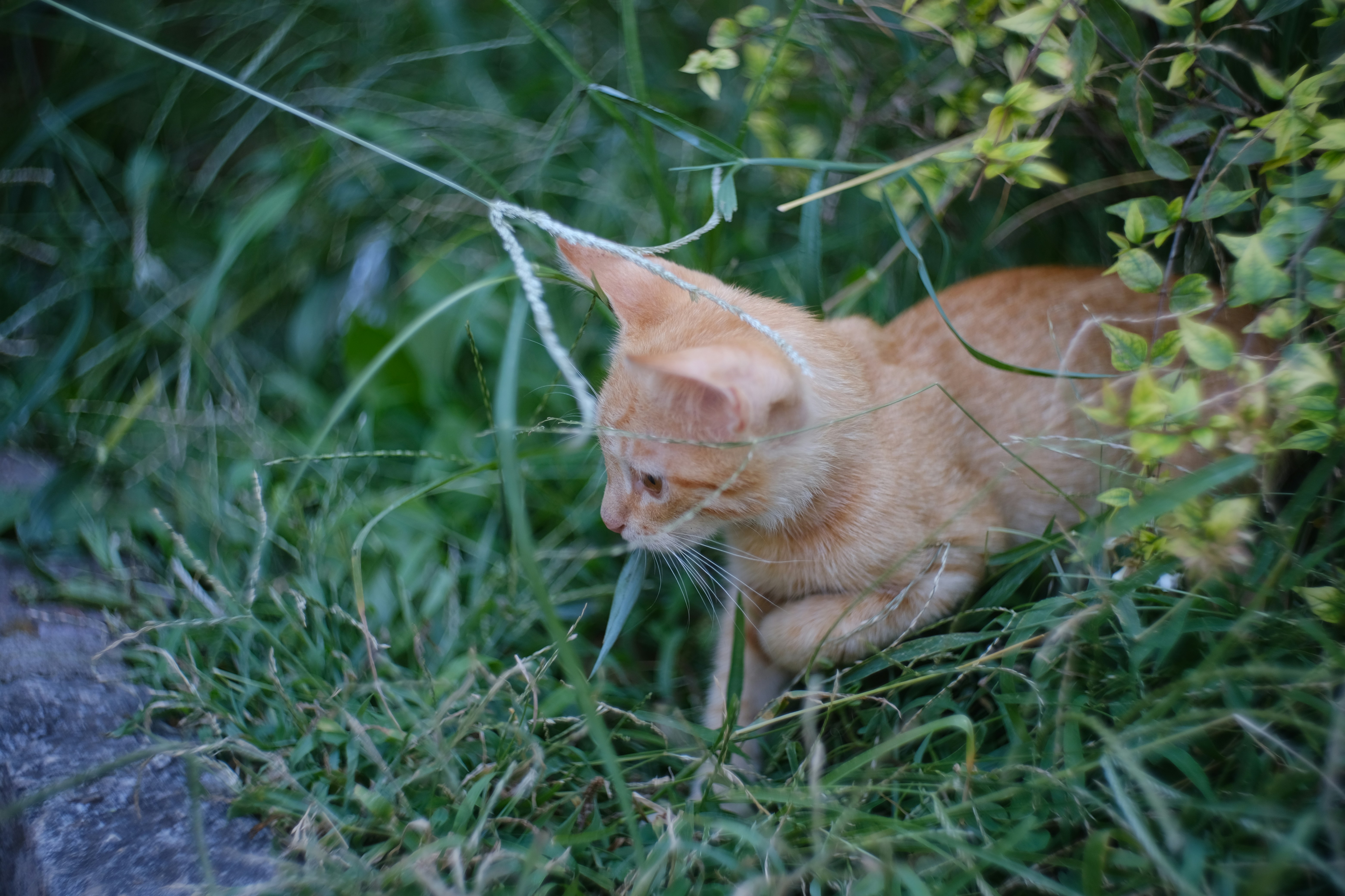 Photo by alexxingplus