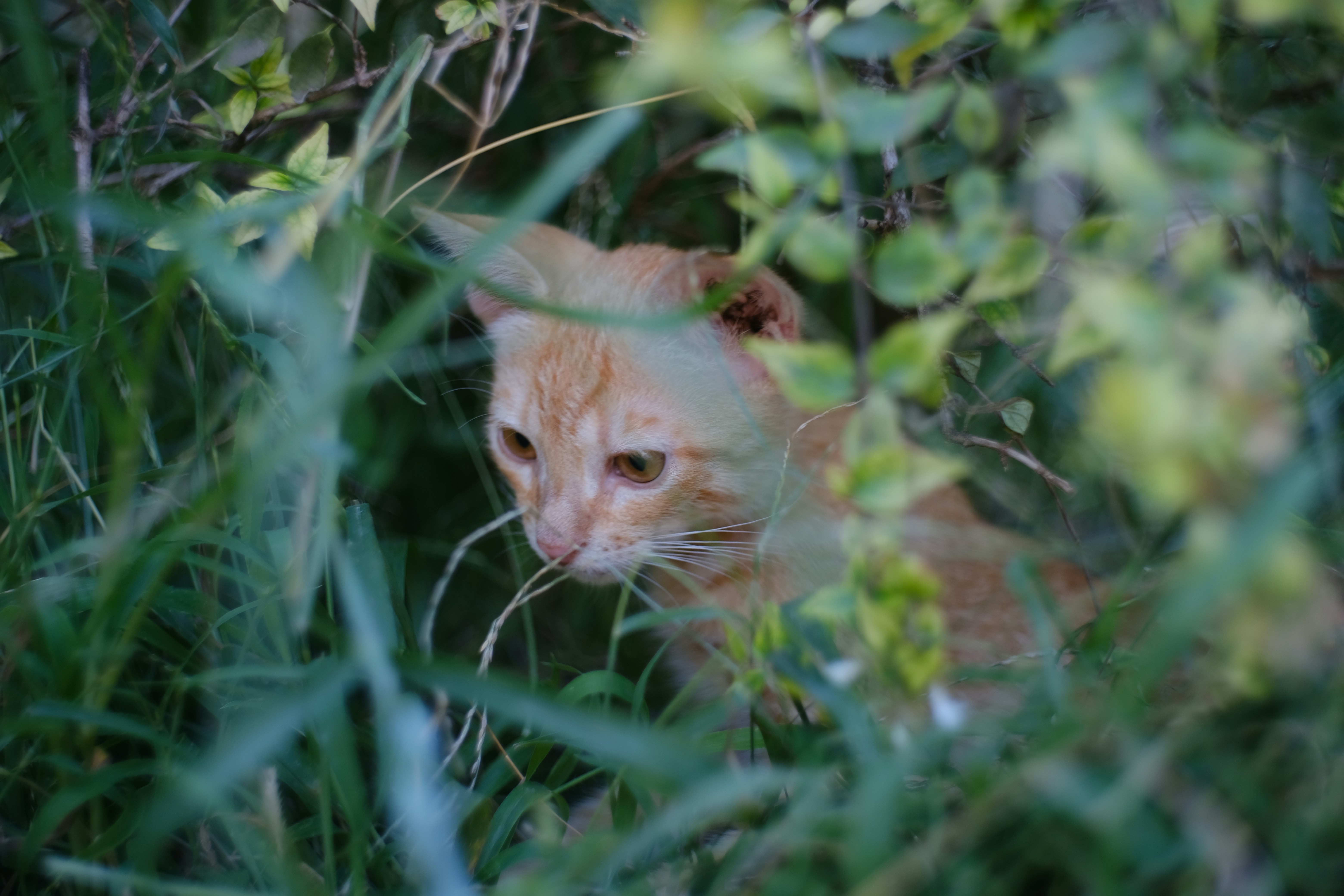 Photo by alexxingplus