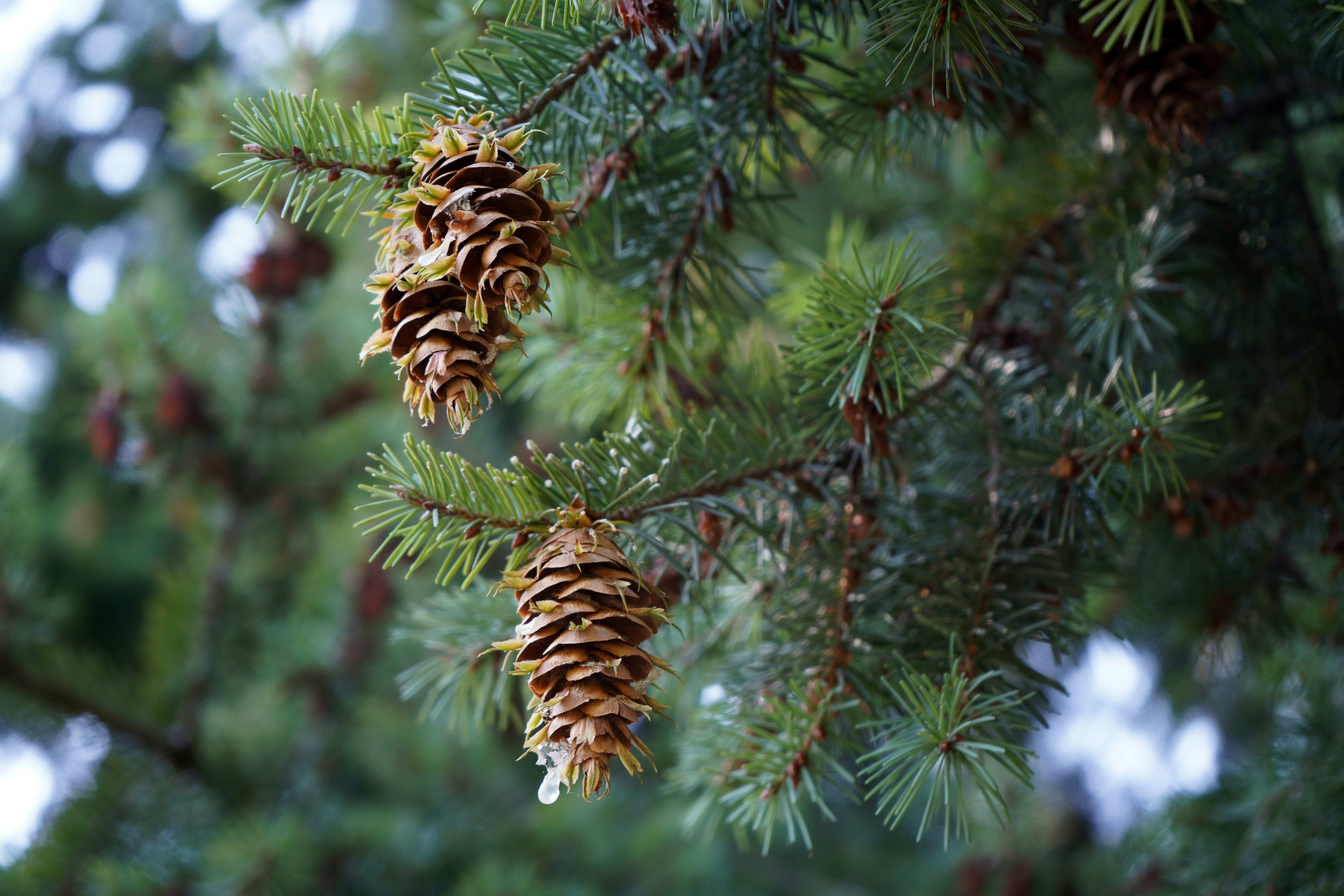Navigating the Needle: A Guide to Affordable Christmas Trees