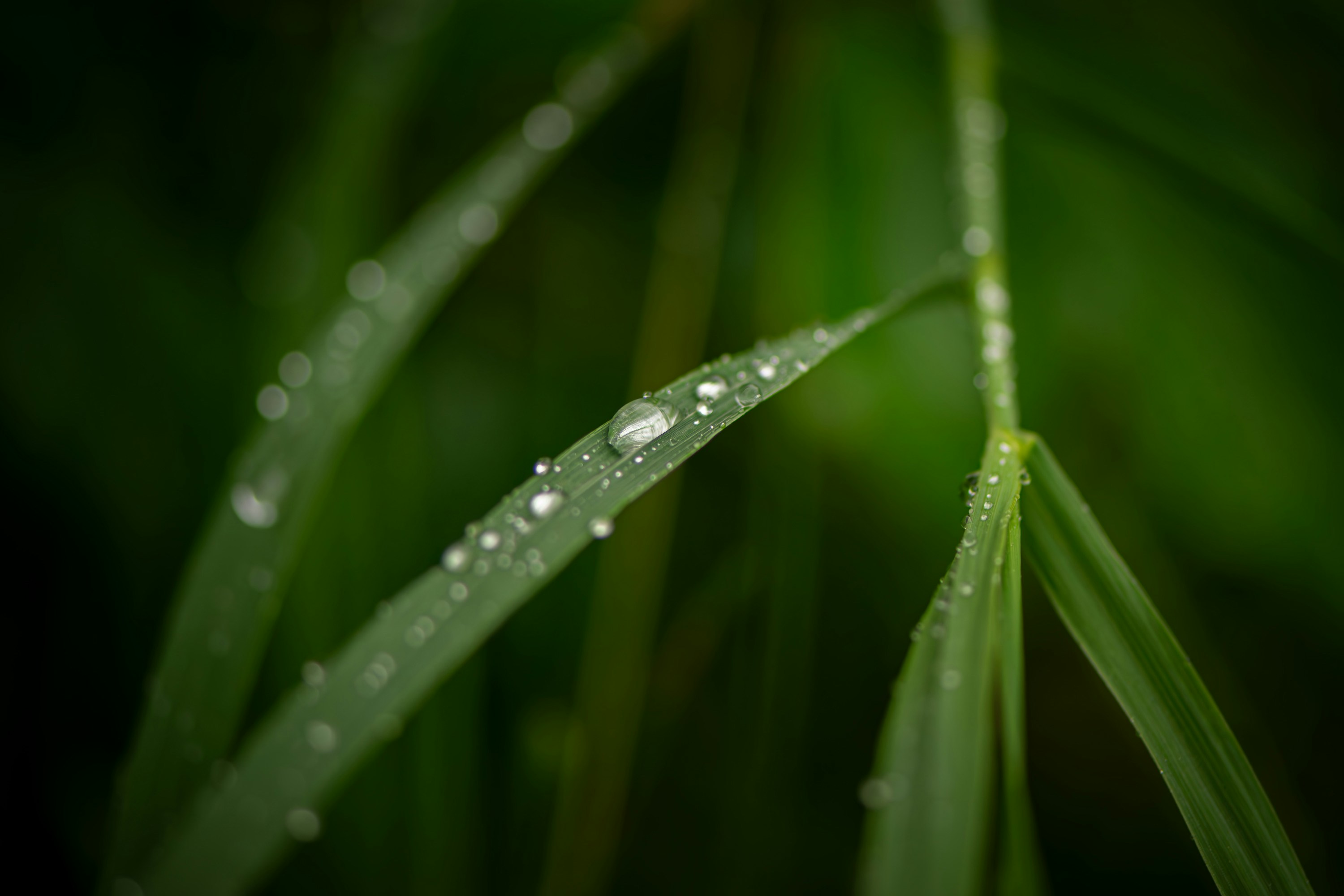 Photo by grant_ofstedahl