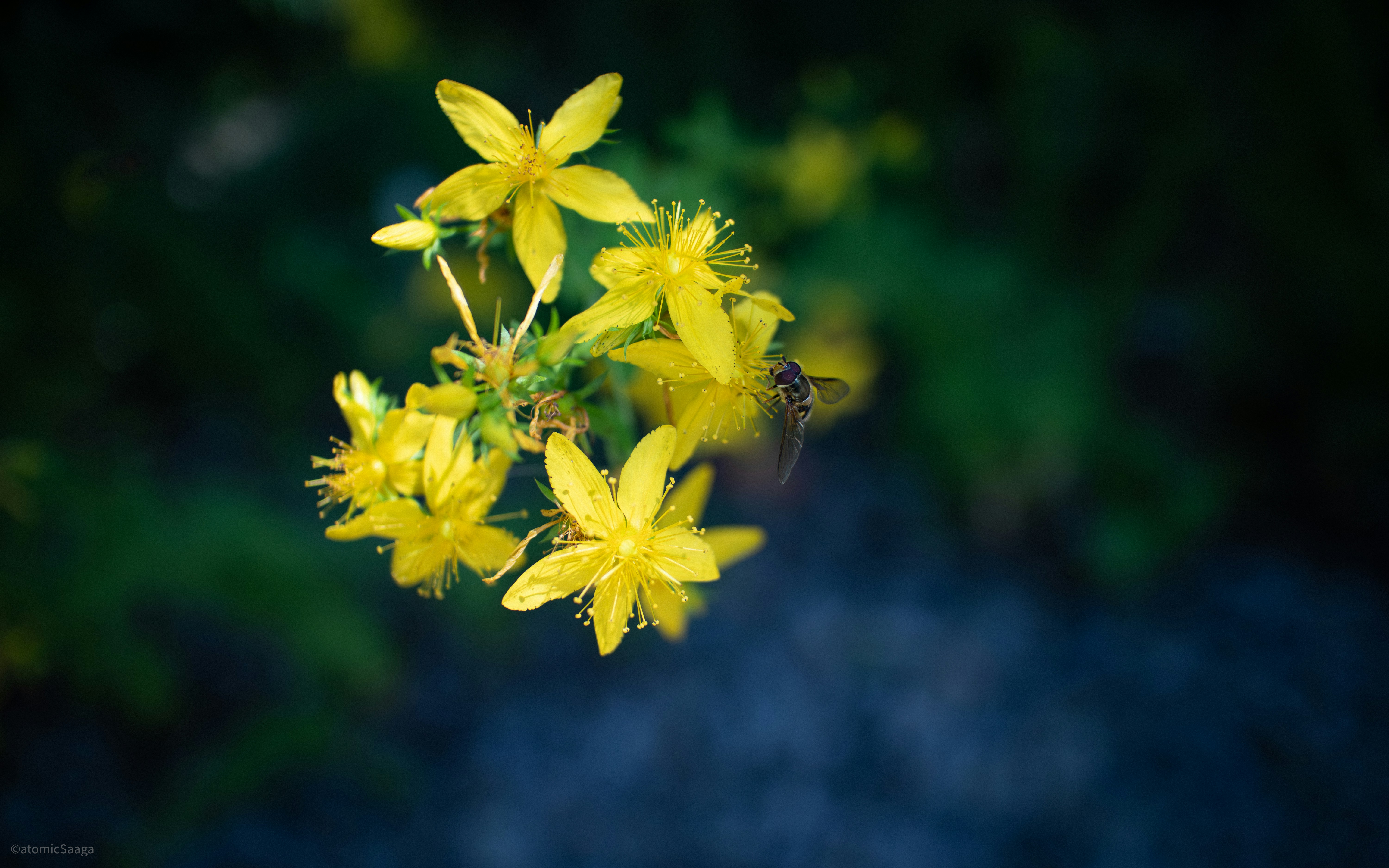 Photo by atomic_saaga