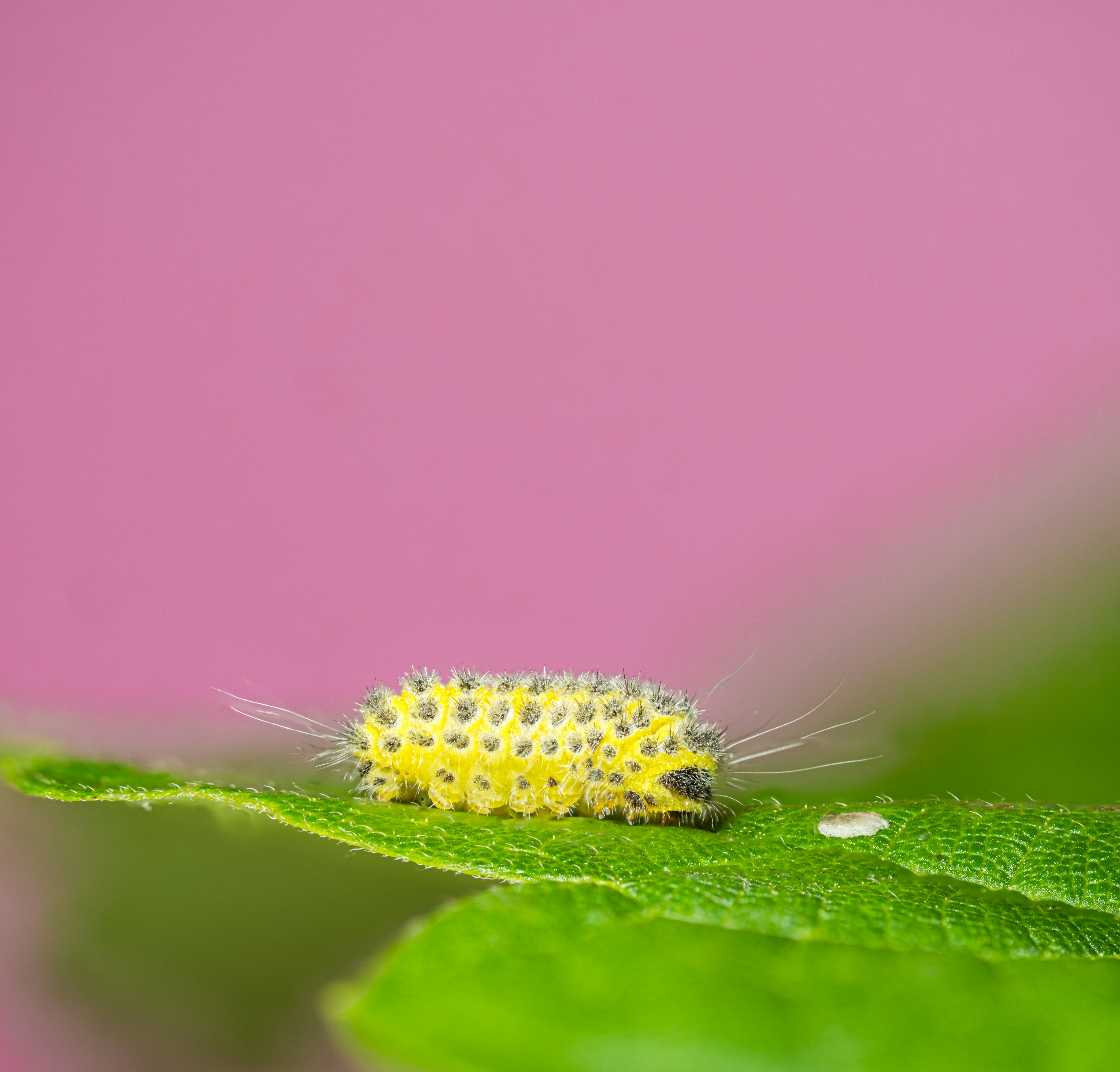 A yellow and black caterpillar sitting on a green leaf