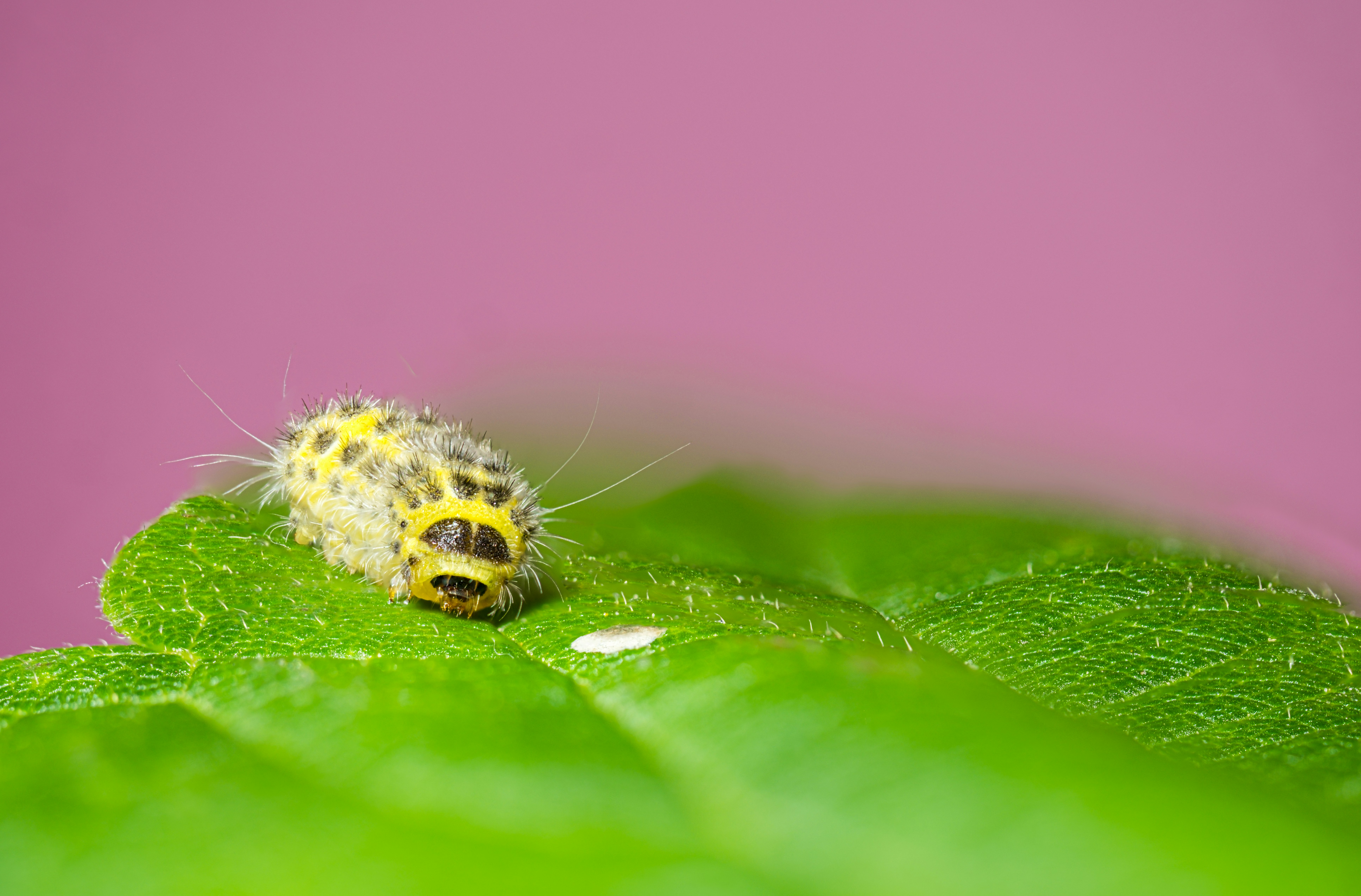 Photo by alexandredaoust