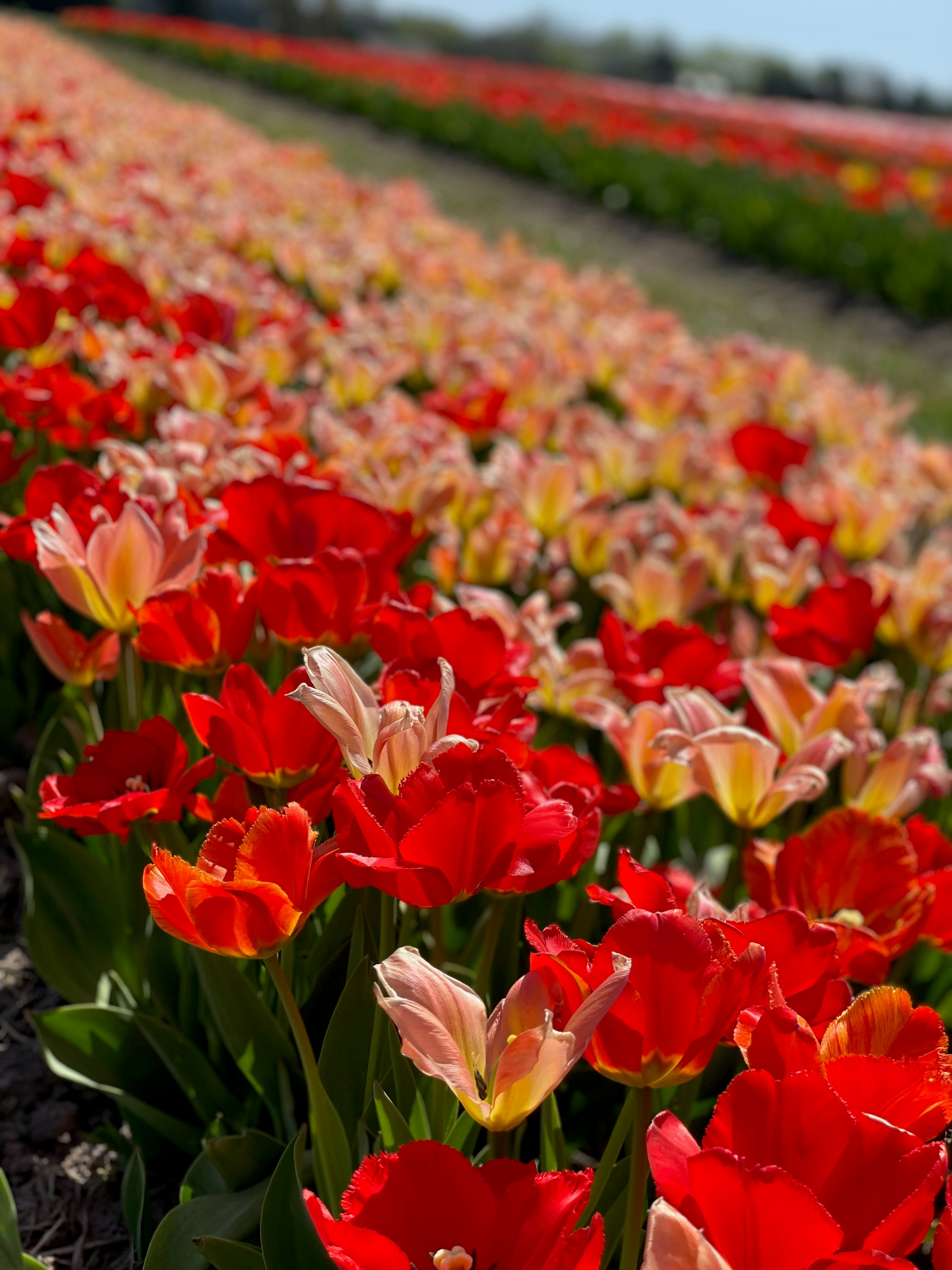 Photo by ray_cohen_92