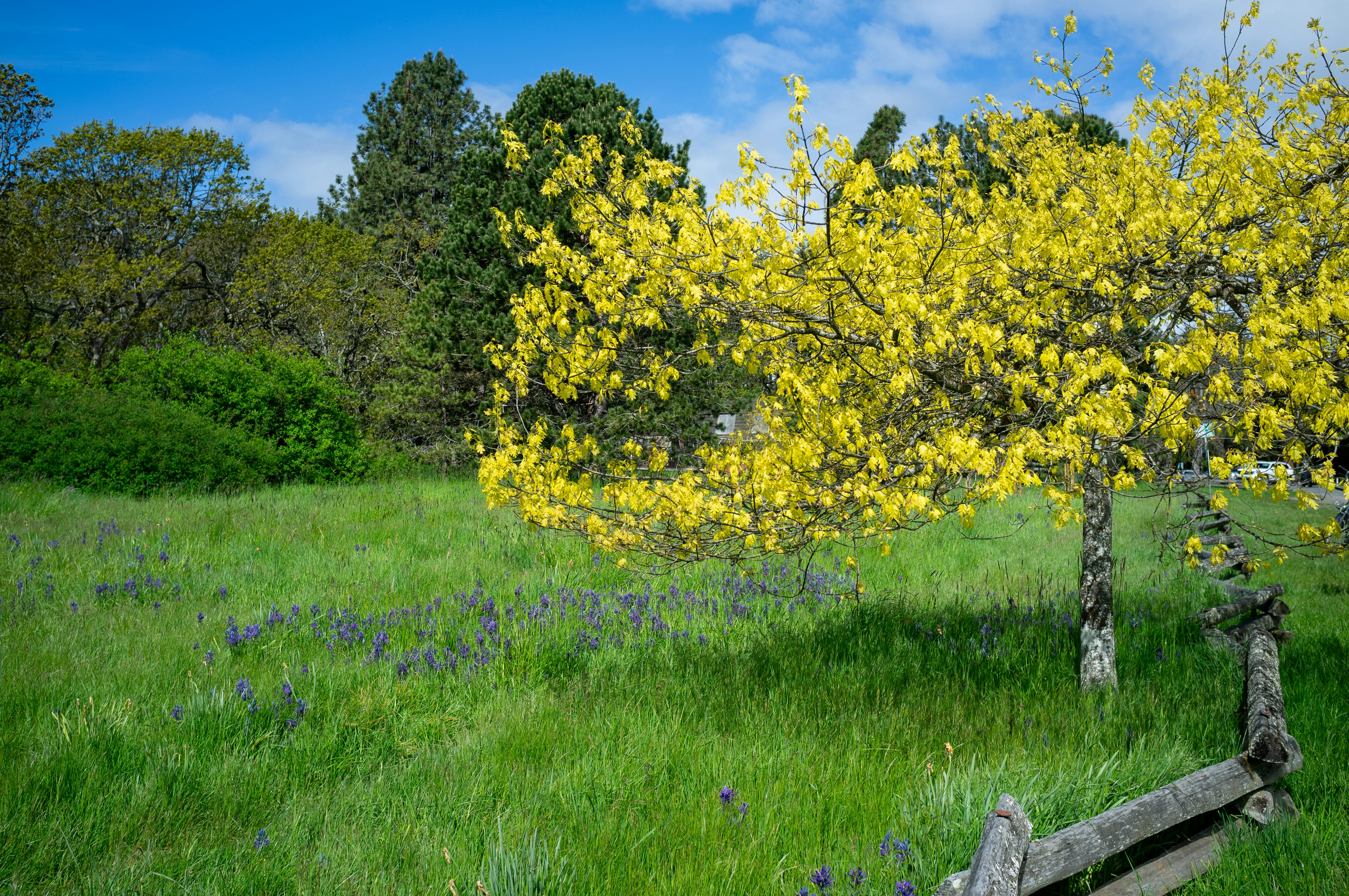 A tree with yellow flowers in a grassy field