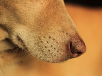 dogAdvisor | dog Advisor | dogadvisor.dog | dog Advisor