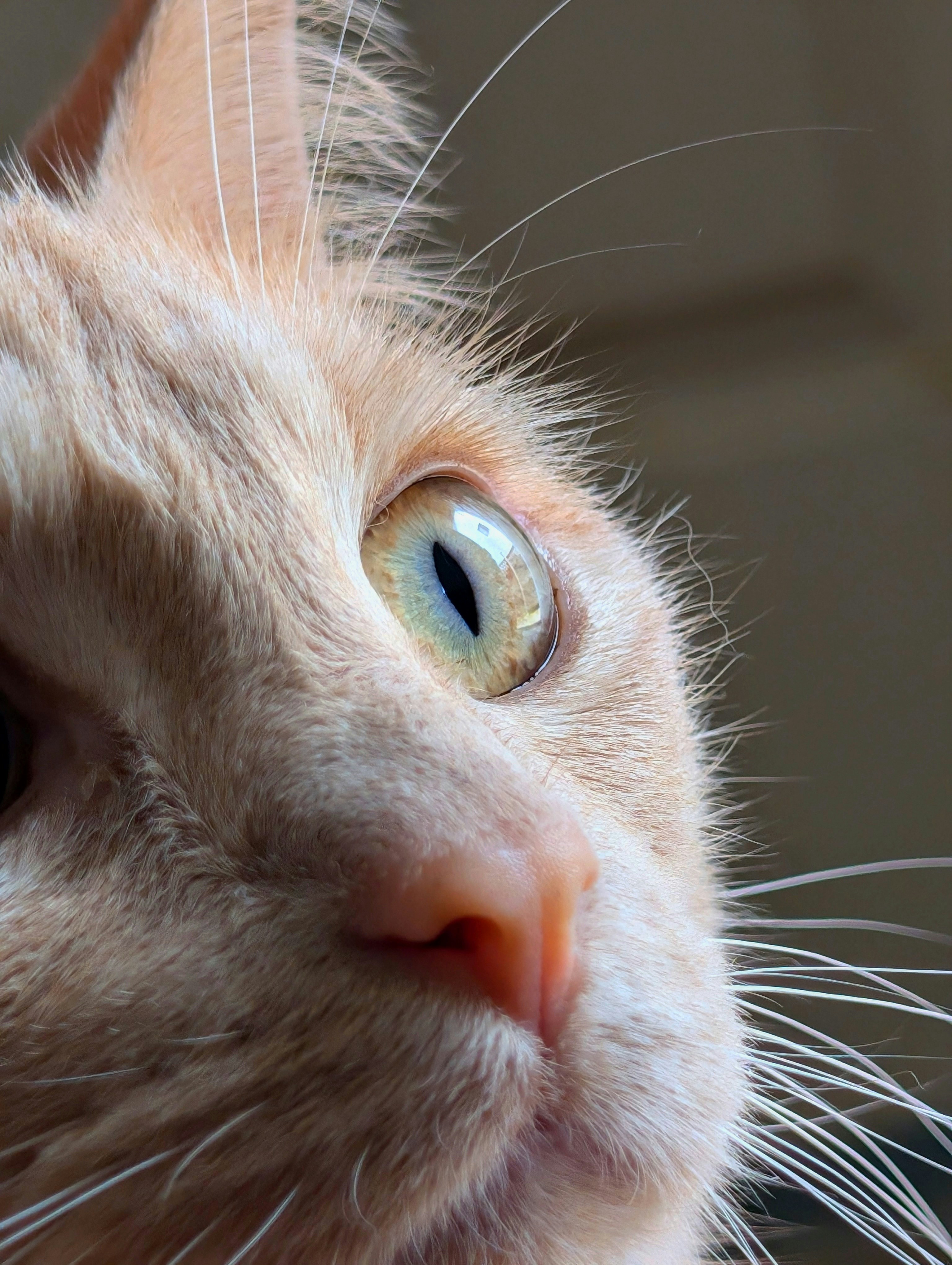 A close up of a cat's face with a blurry background
