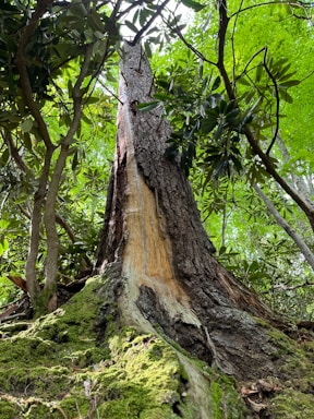 A tree that has been cut down in the forest