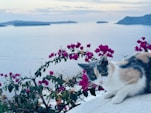 A cat sitting on top of a rock next to flowers