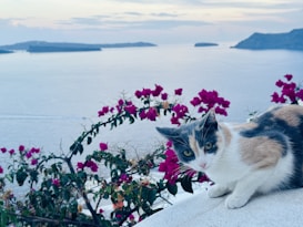 A cat sitting on top of a rock next to flowers