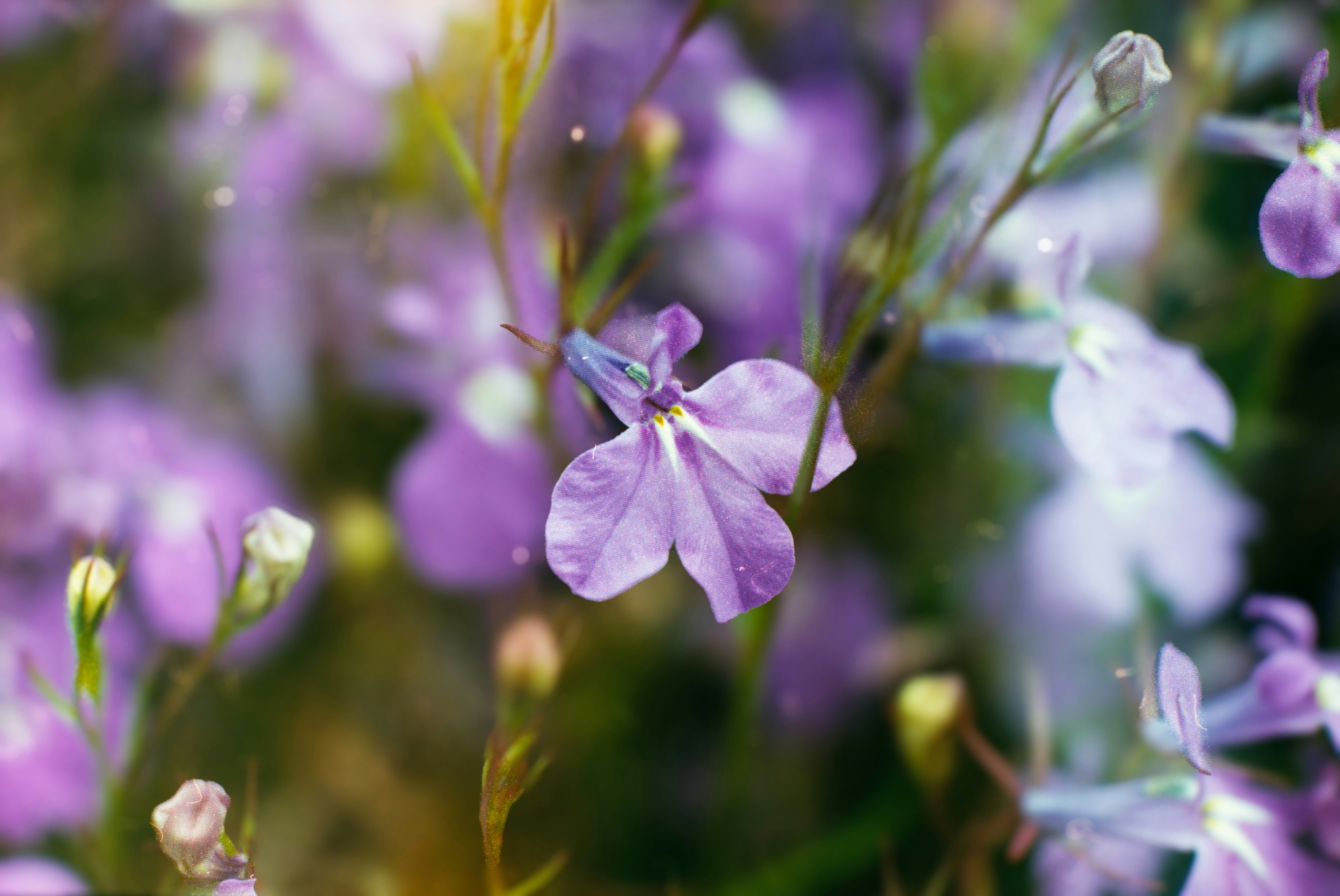 Photo by jirasek_photos