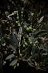 Olives