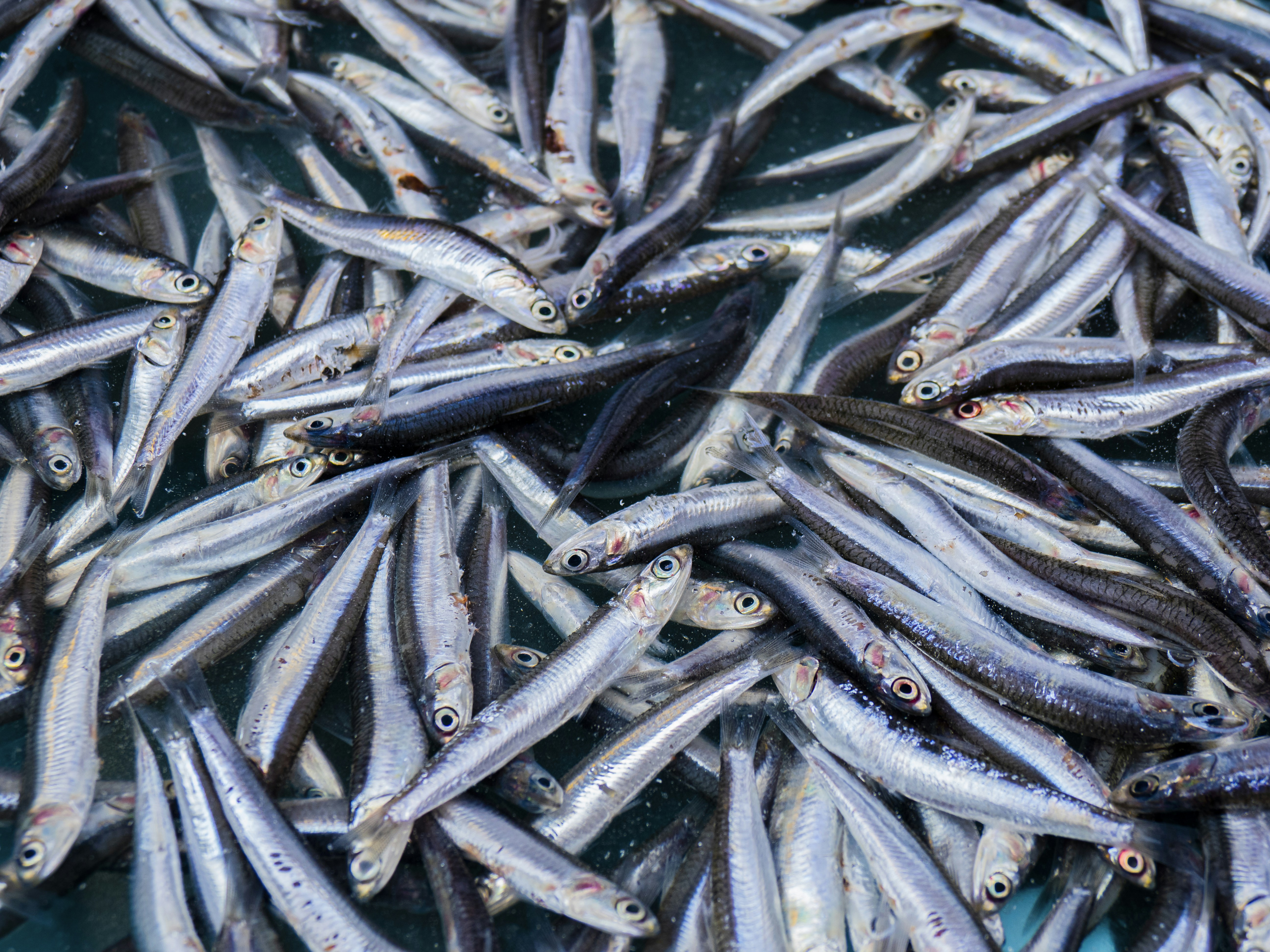 Photo by gopitri_prem